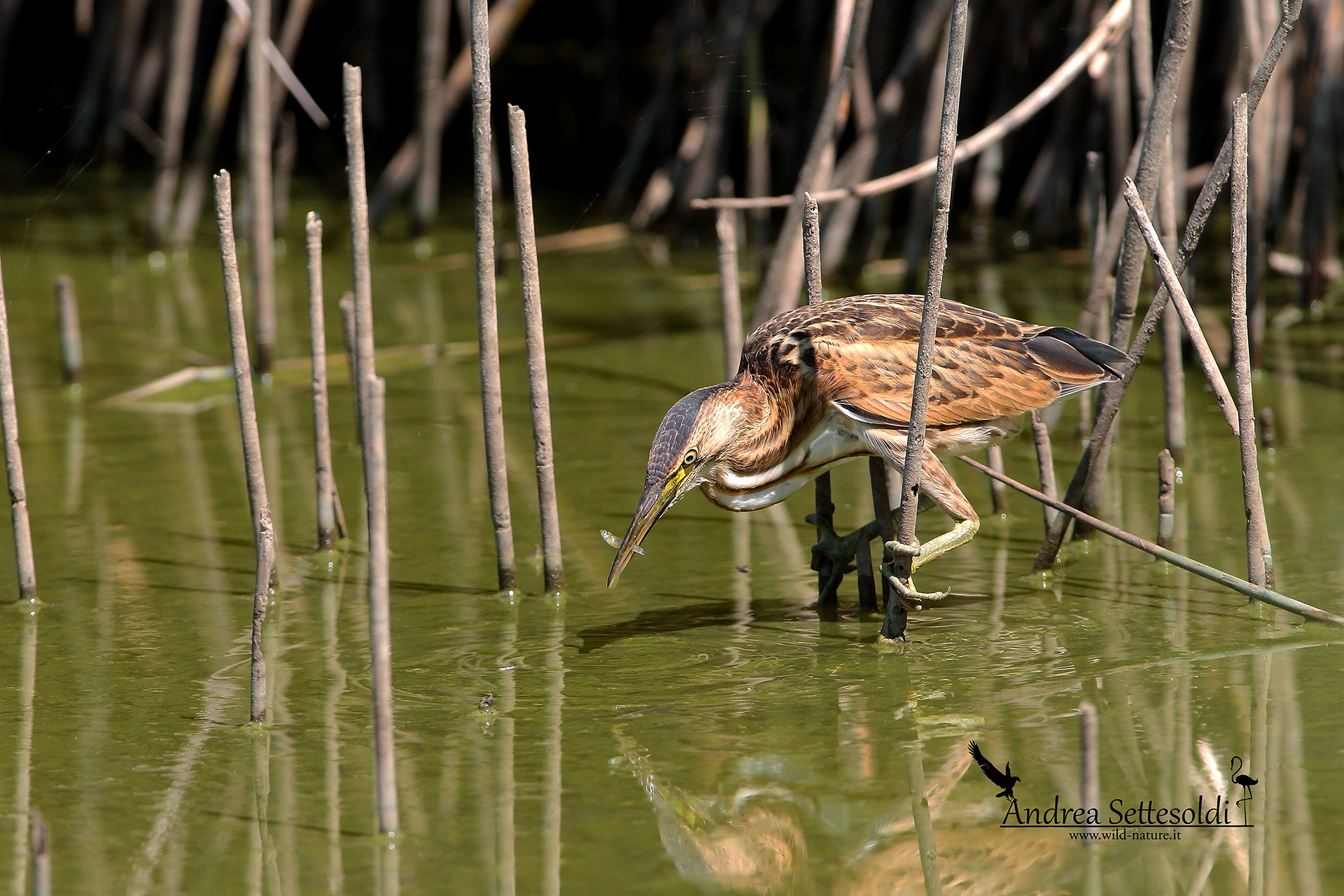 Bittern with prey
