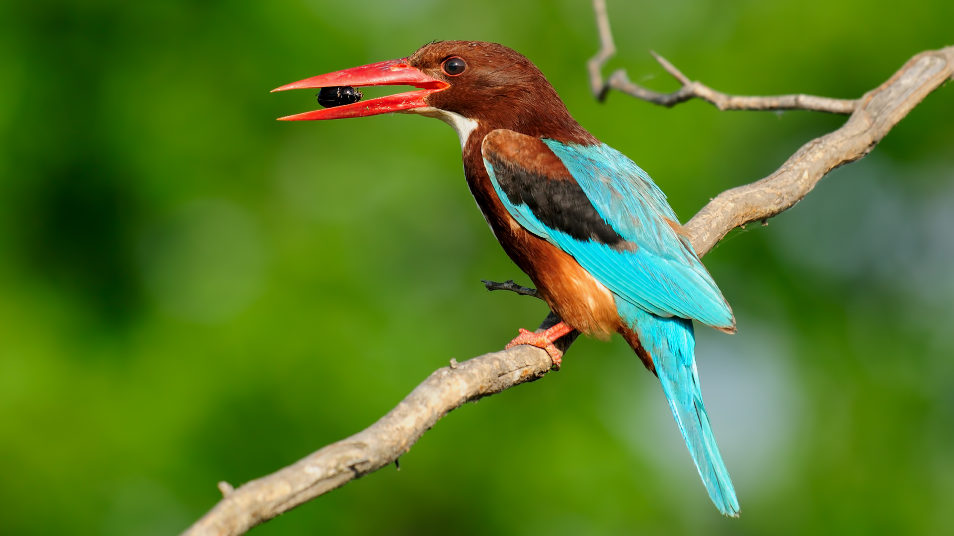 Halcyon smyrnensis »White-throated Kingfisher Adana TR