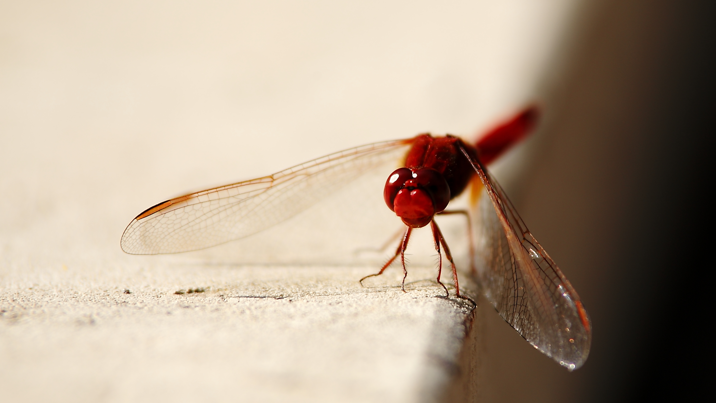 Sympetrum fonscolombii (libellula rossa)