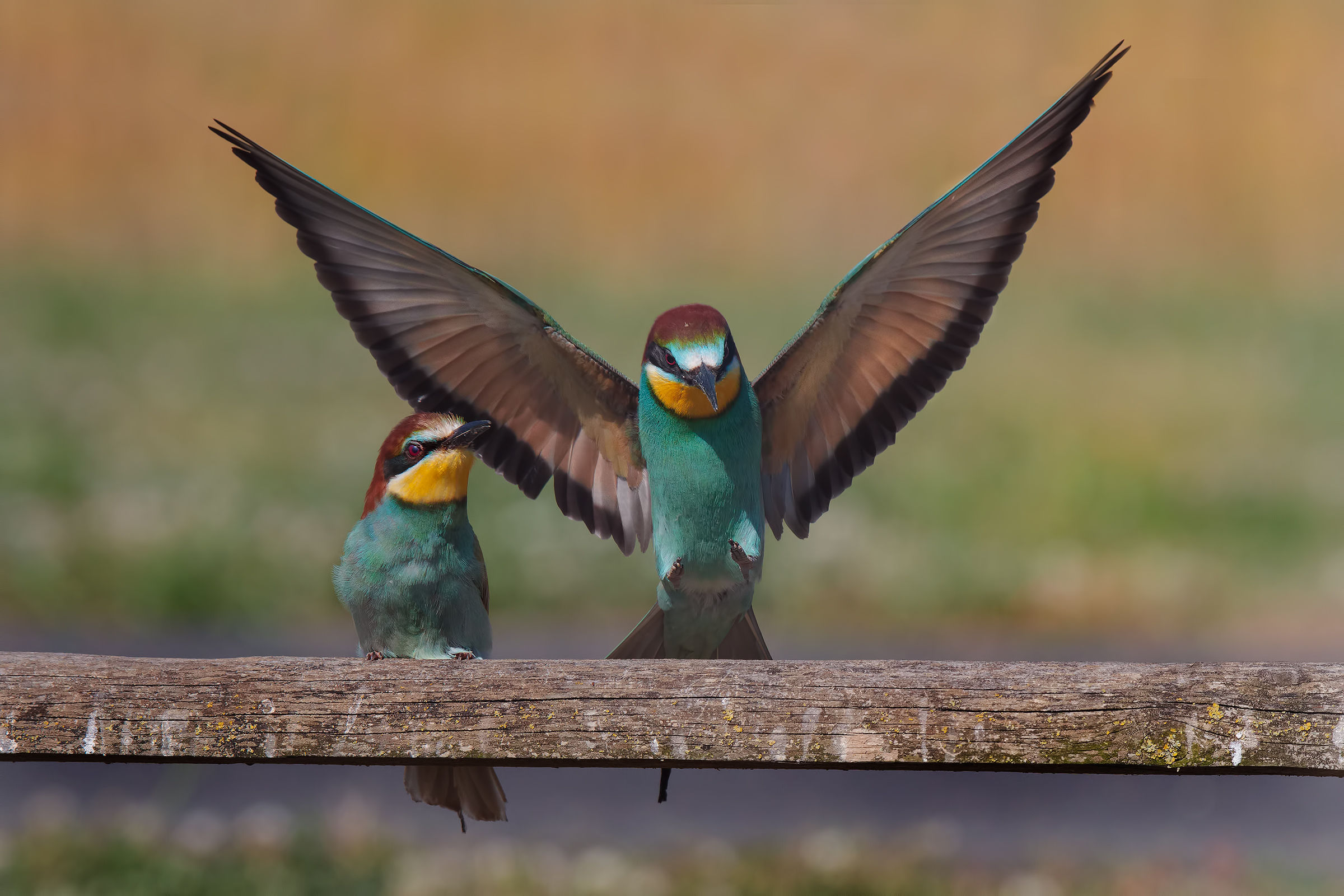 The arrival of her .....