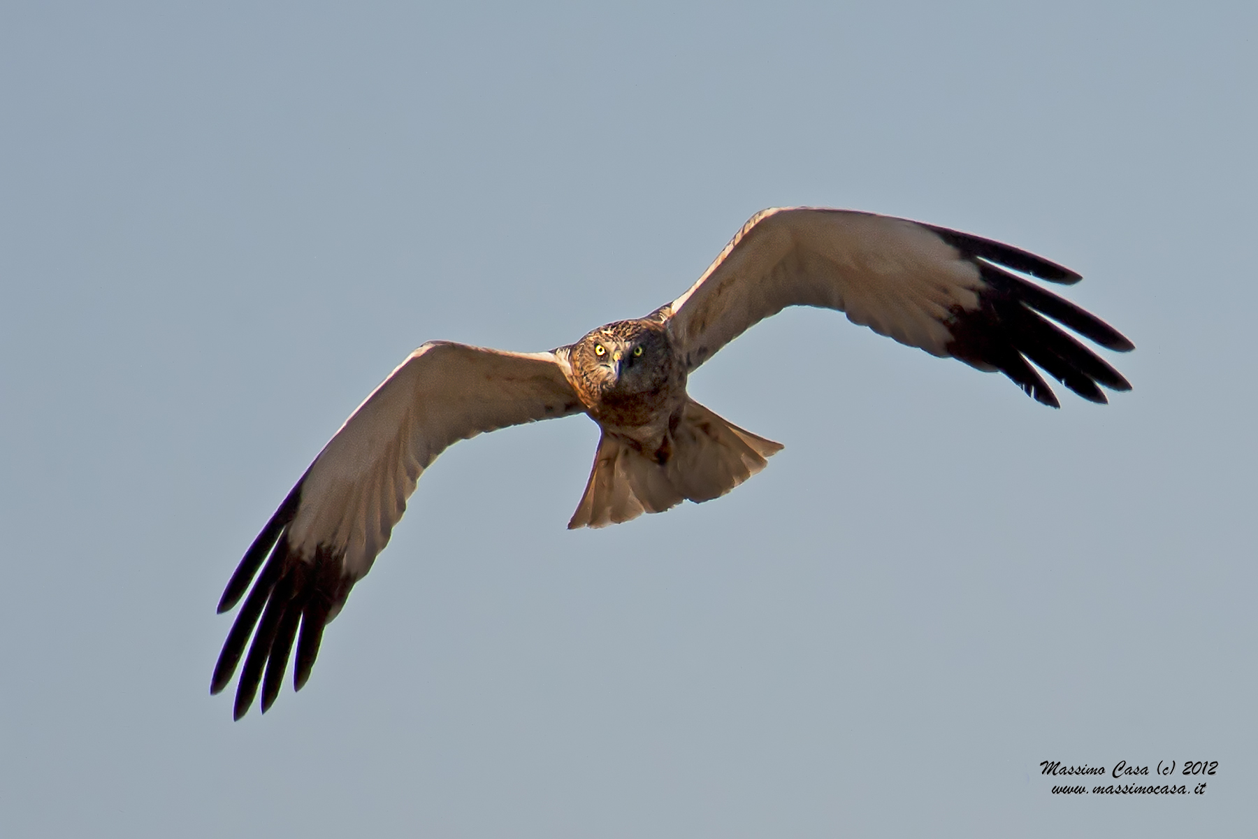 The eyes of the devil