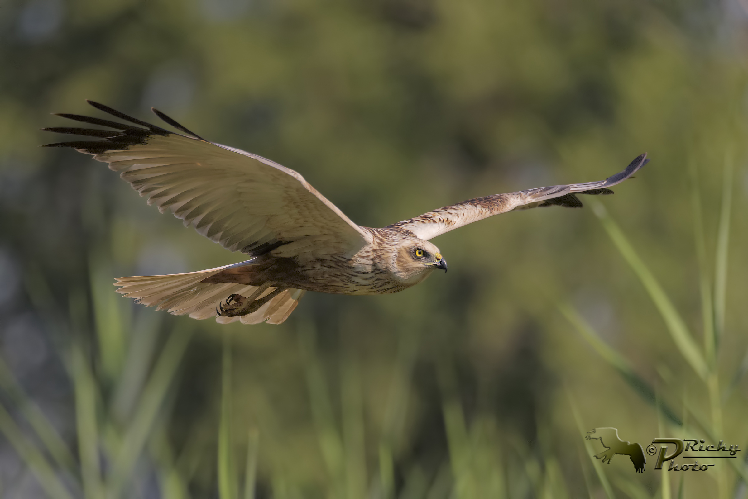 Marsh Harrier