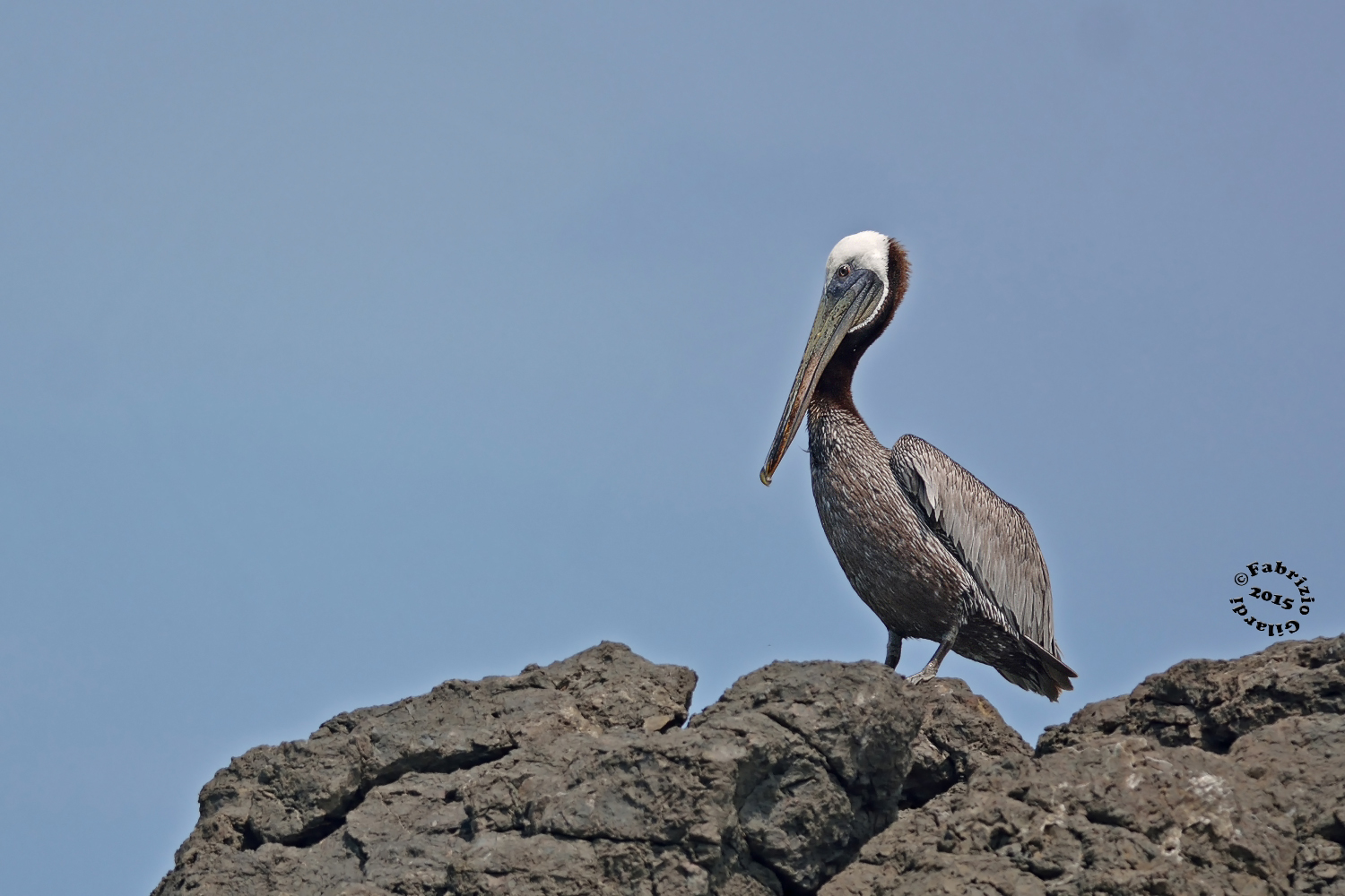 Pellicano bruno(Pelecanus occidentalis) (Brown pelican)