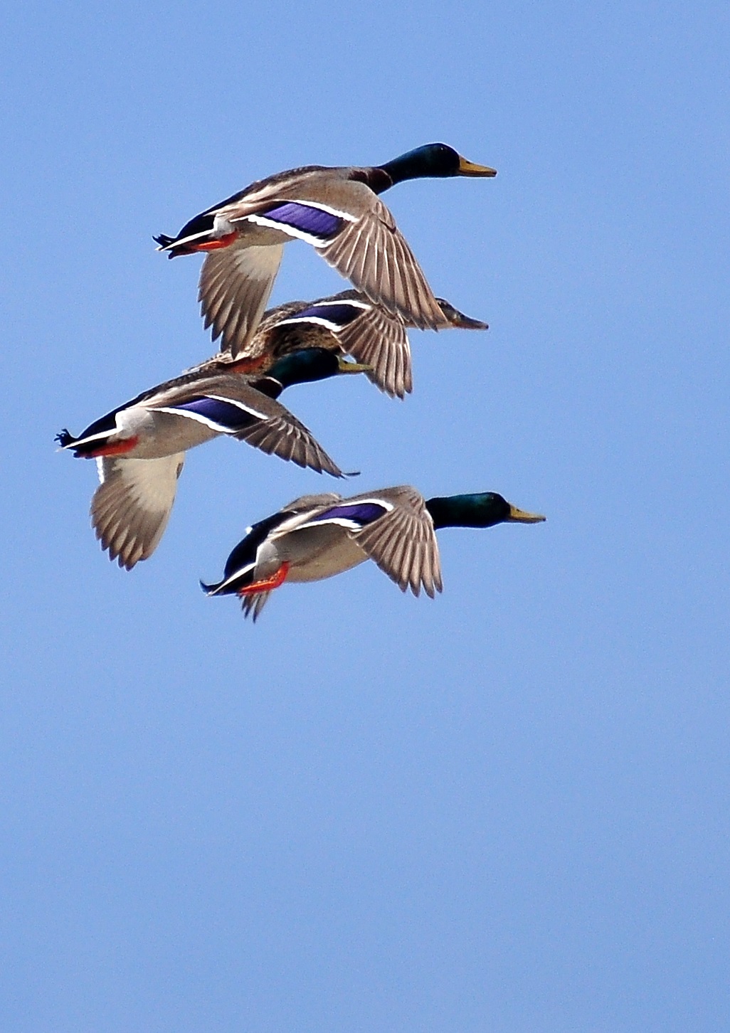 Mallards in flight