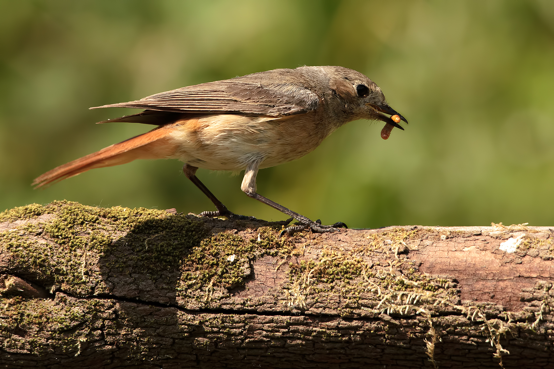 Workshop (Aulla) - May 2015