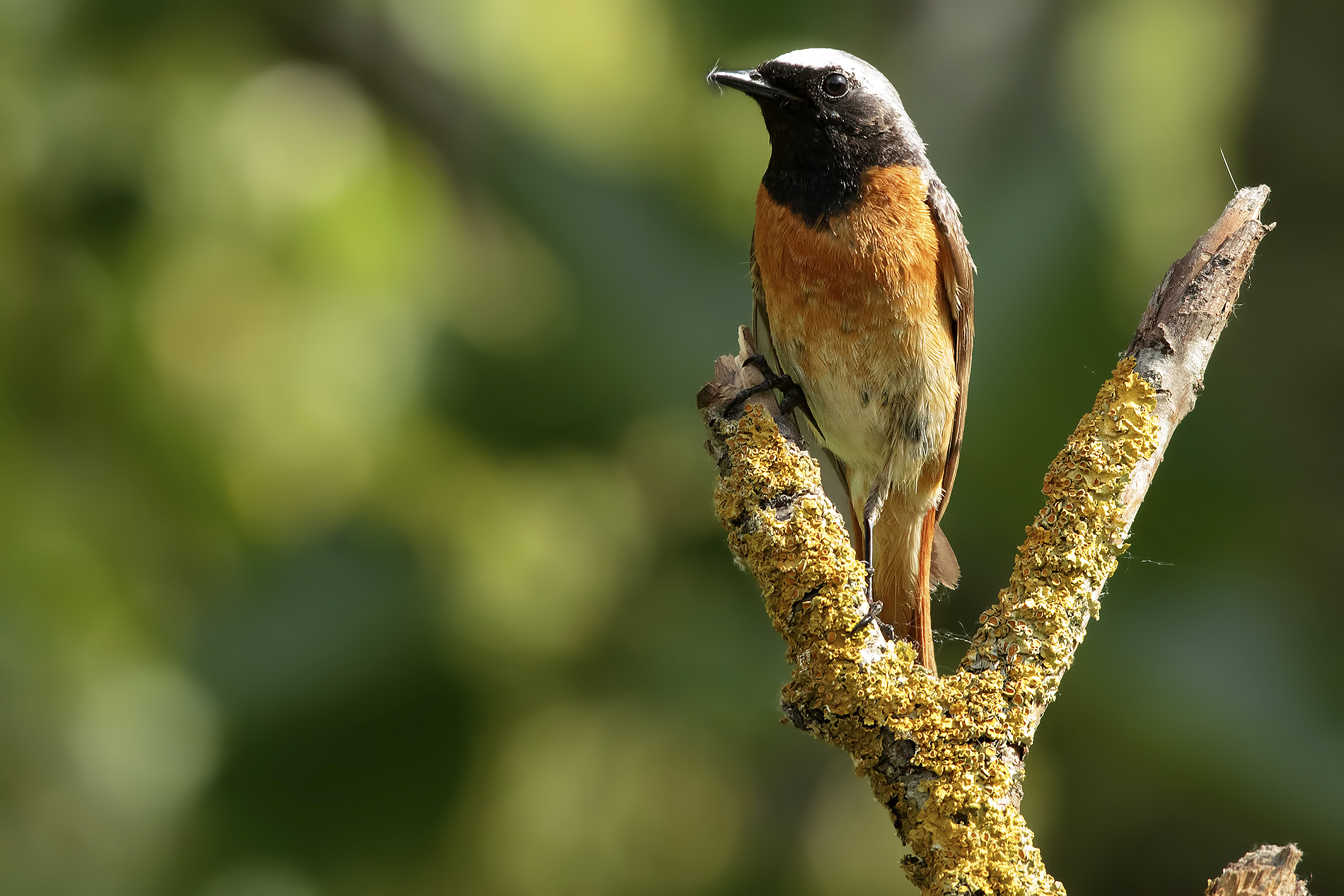 Workshop (Aulla) - May 2015