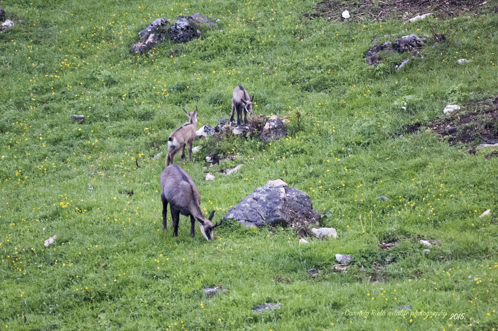 Camoscio femmina con suoi piccoli.