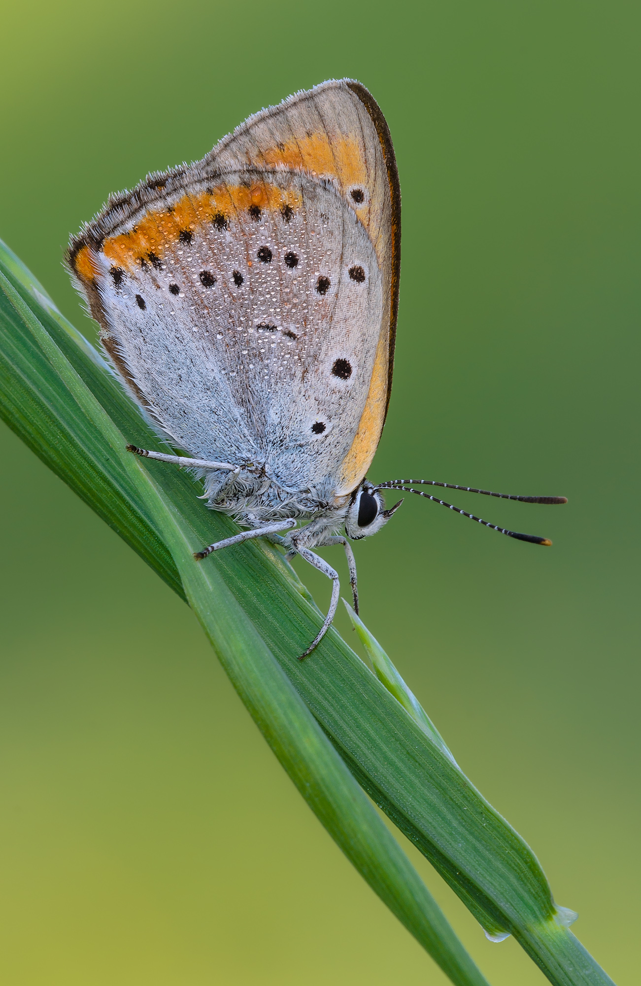 Lycaena dispar