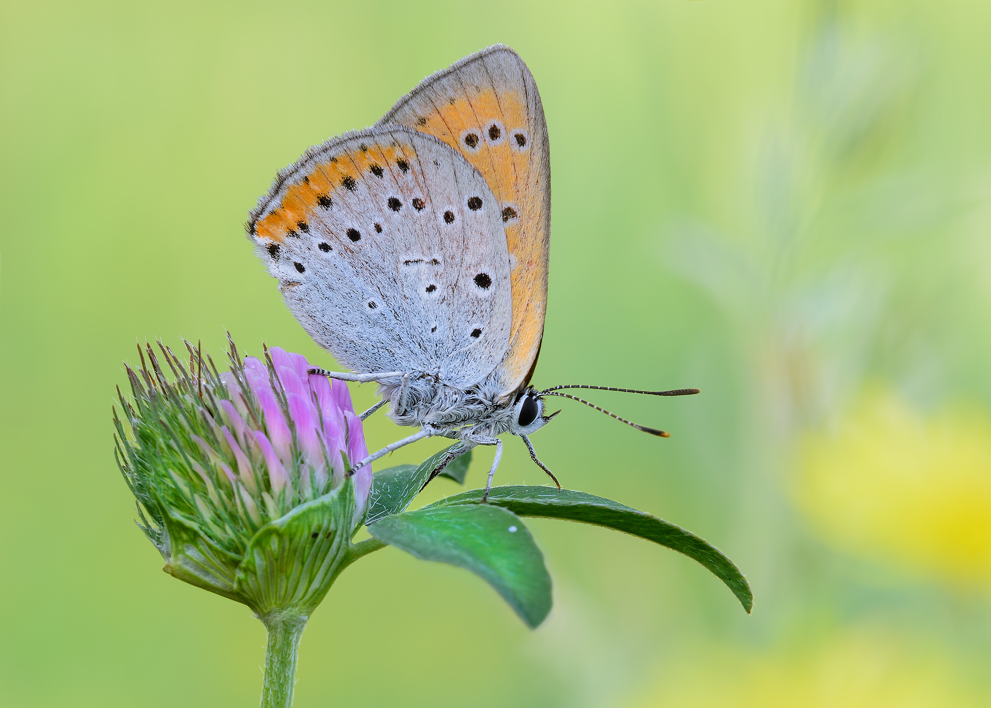 Lycaena dispar