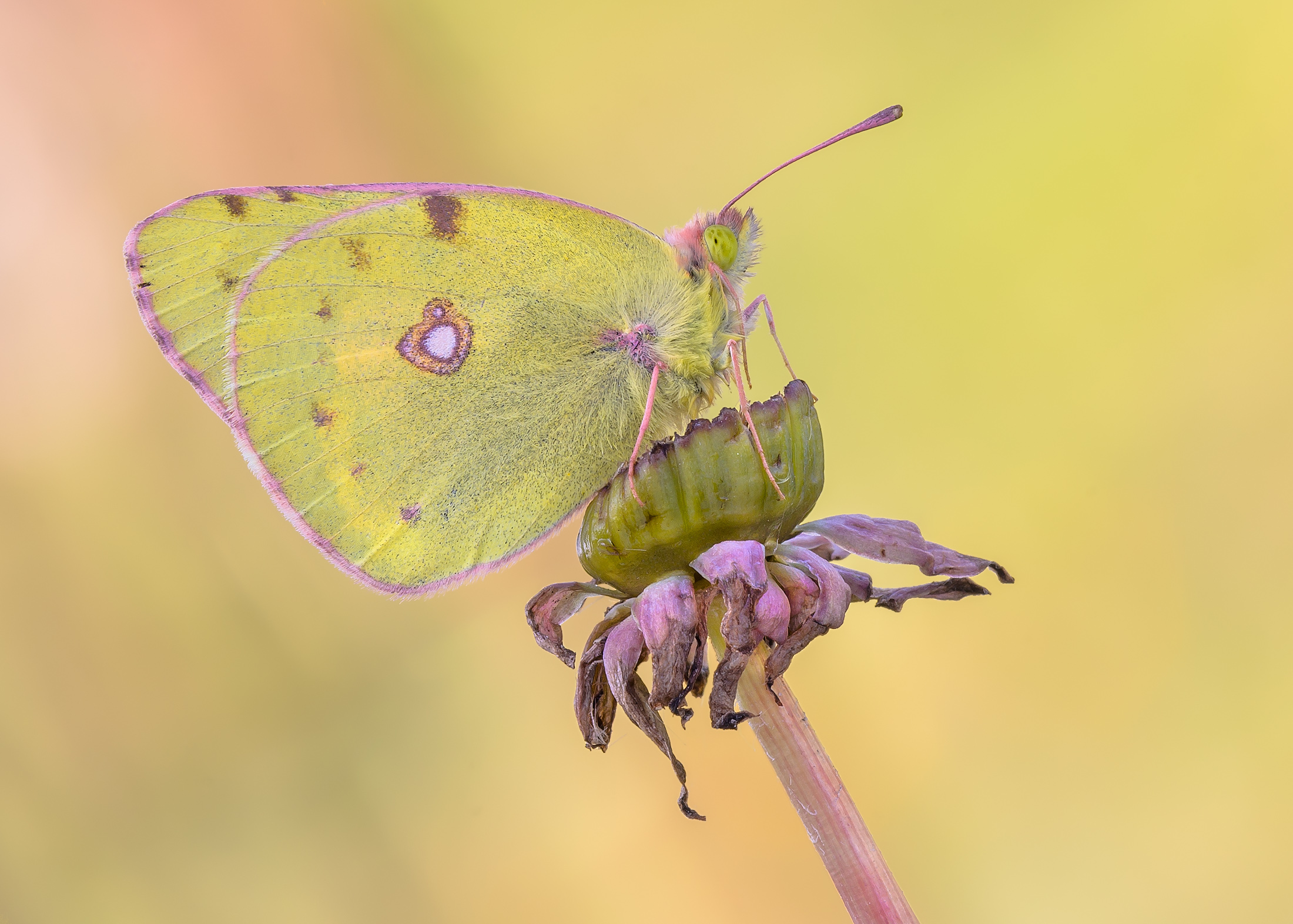 Colias crocea