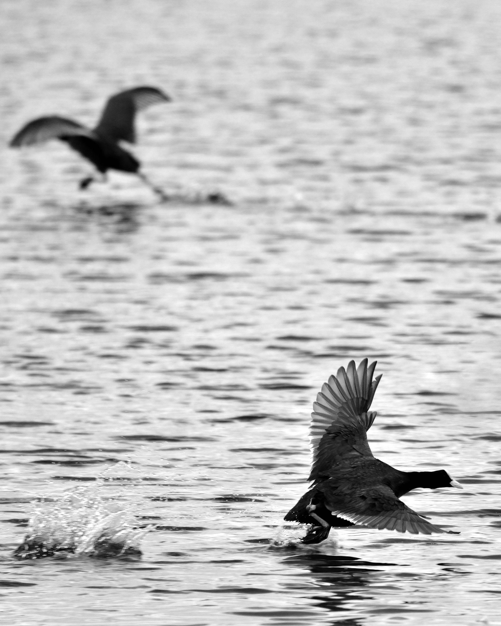 Io vado di qua ... e tu?!