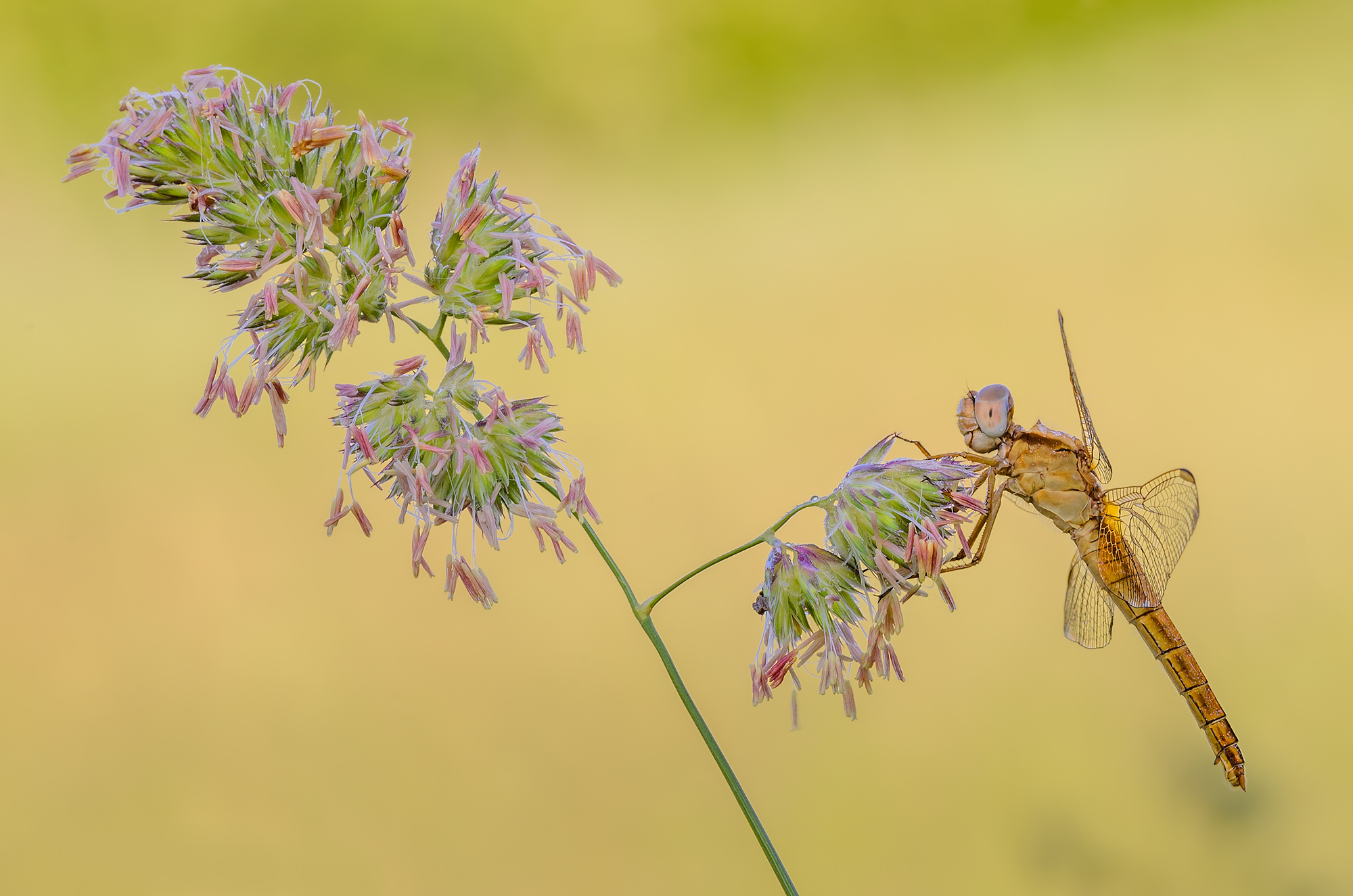 Crocothemis erythraea