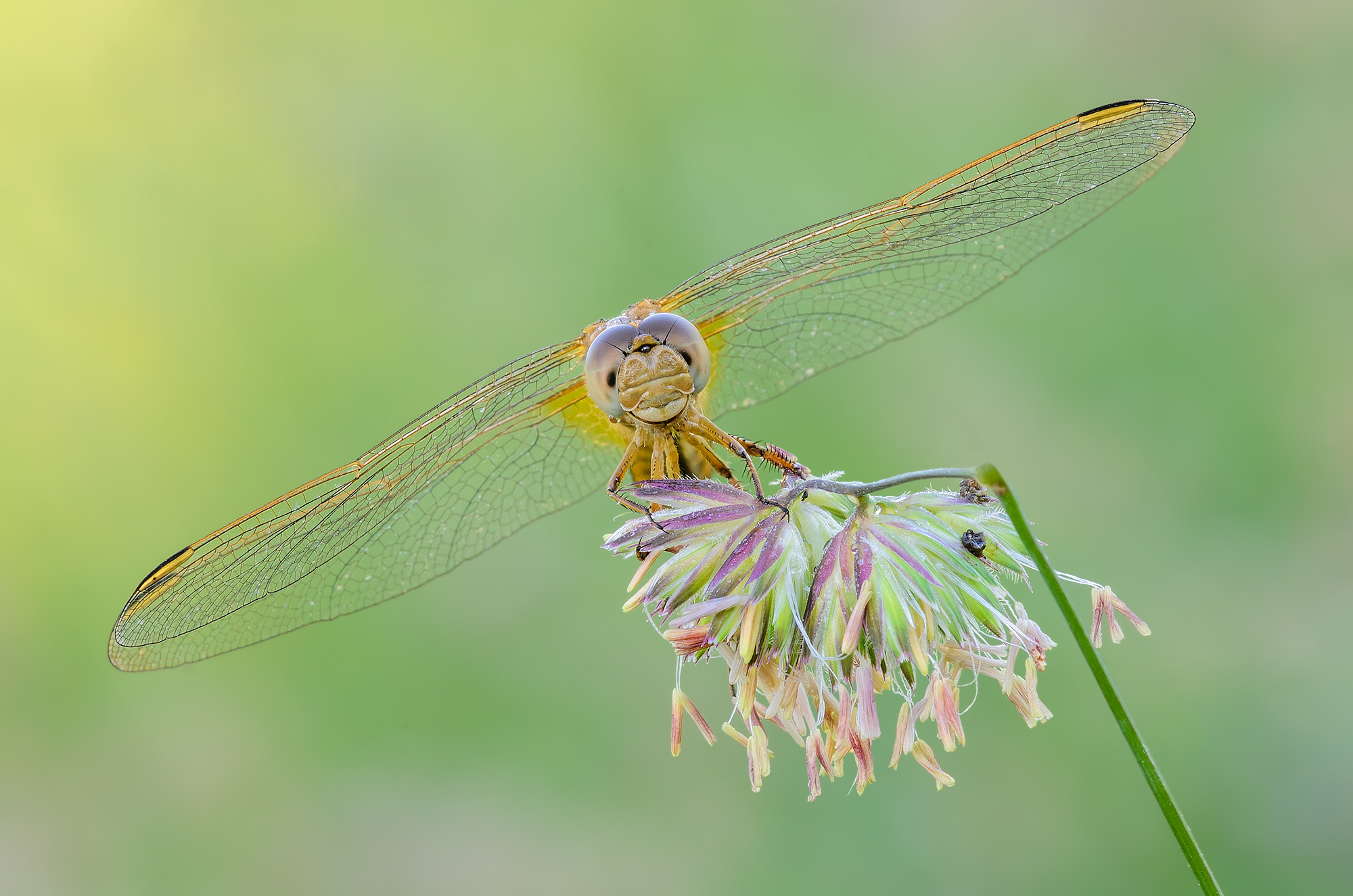 Crocothemis erythraea