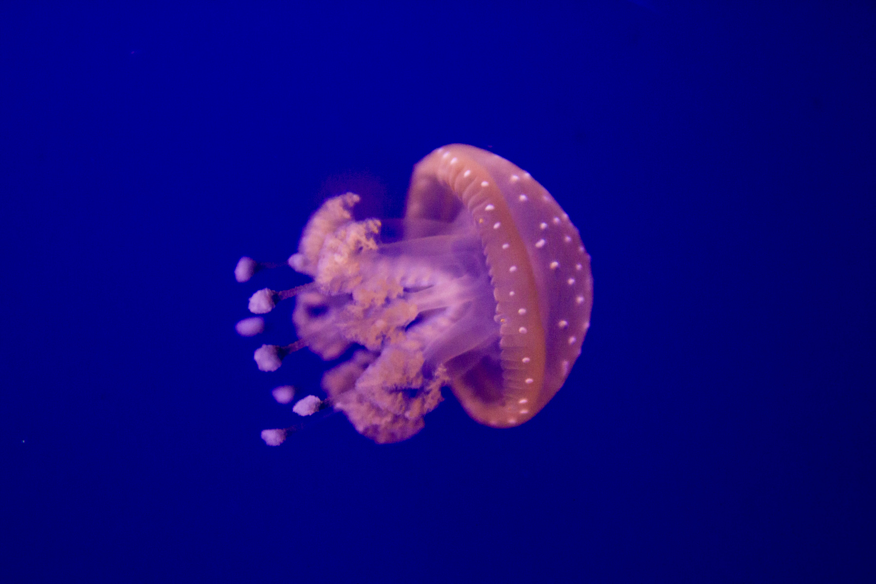 Medusina