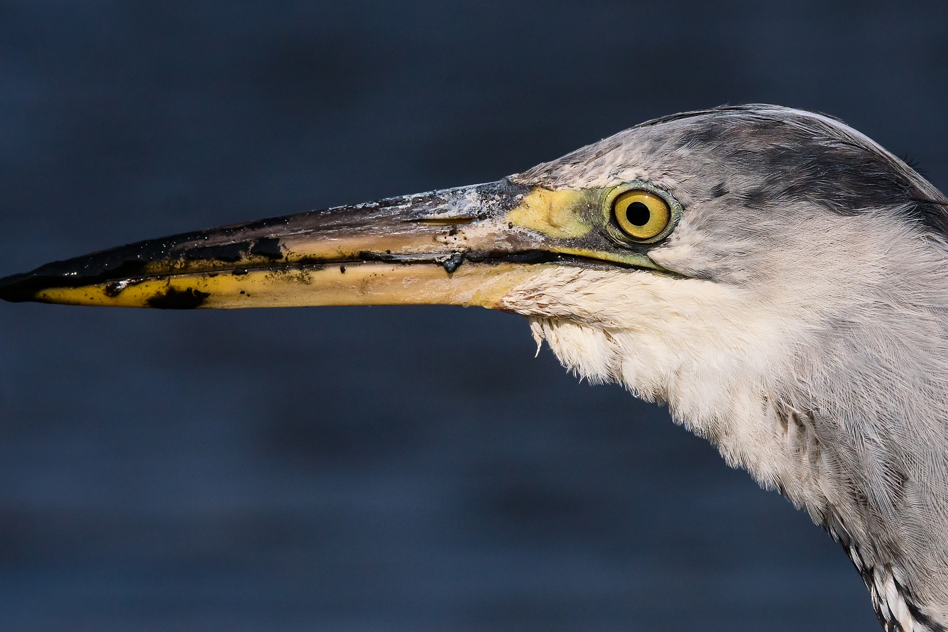 Grey Heron, portrait