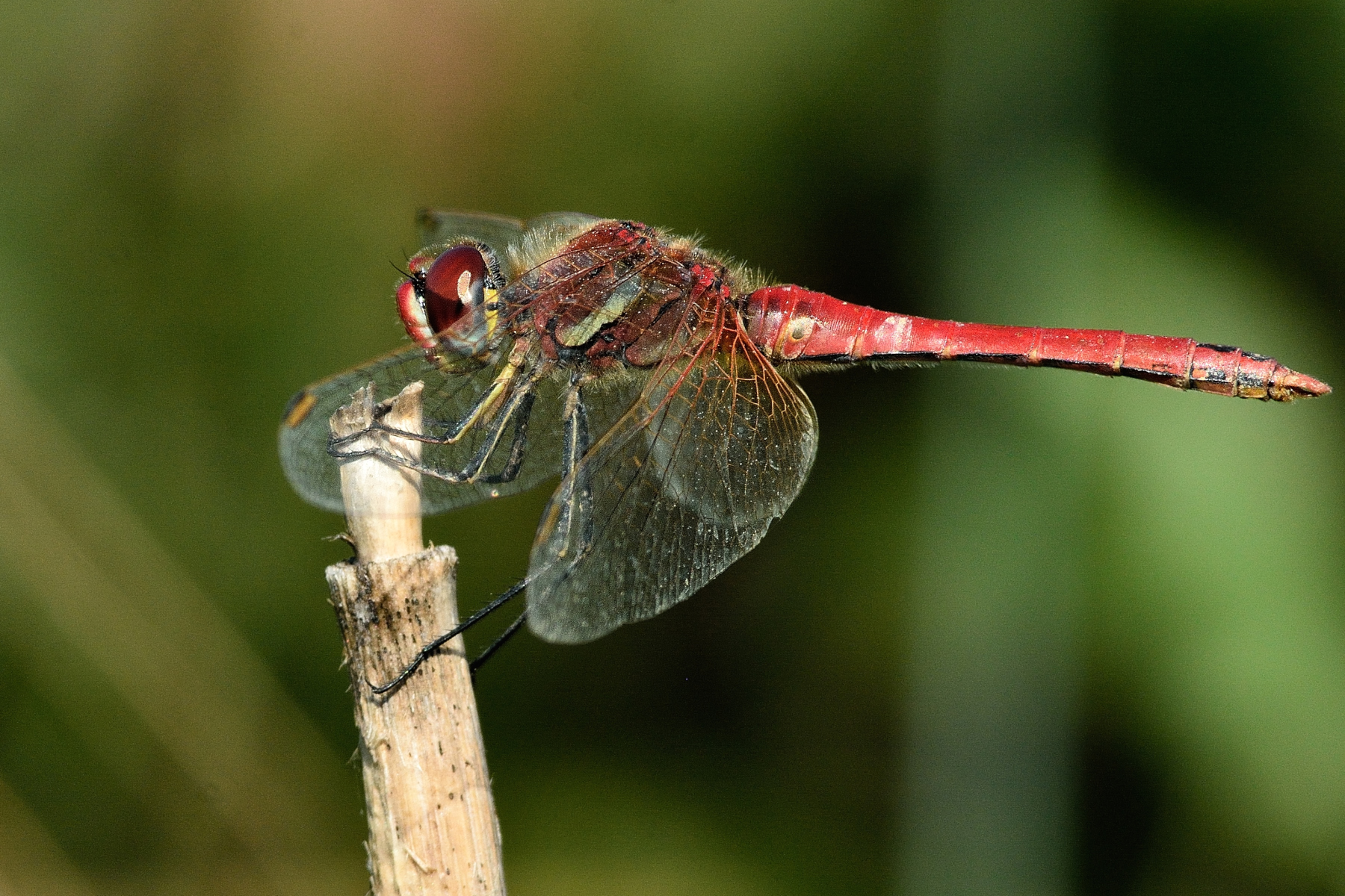 Sympetrum sanguineum