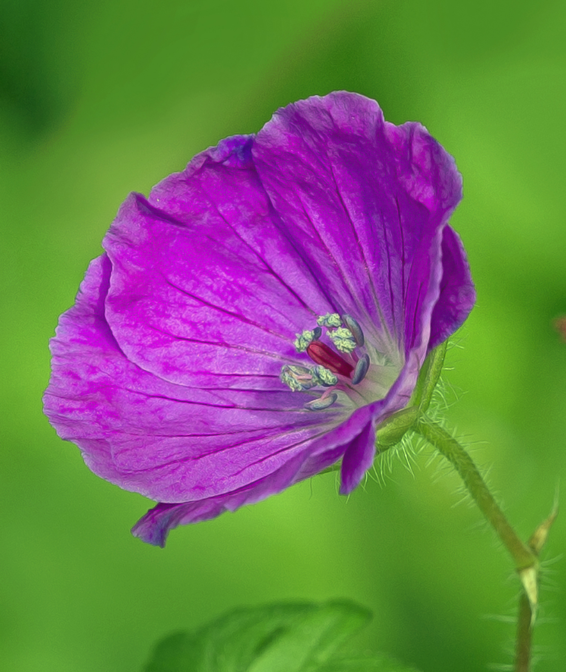 Un altro fiore viola