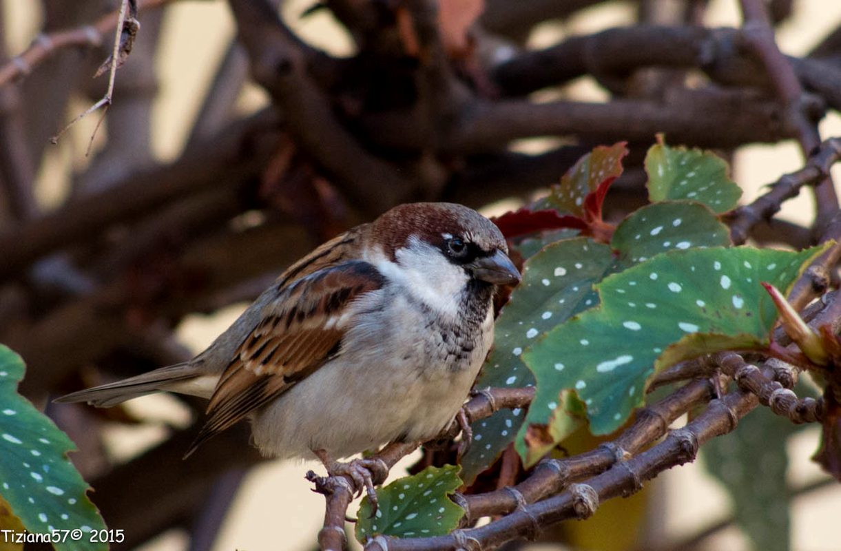 Passero sudamericano 2