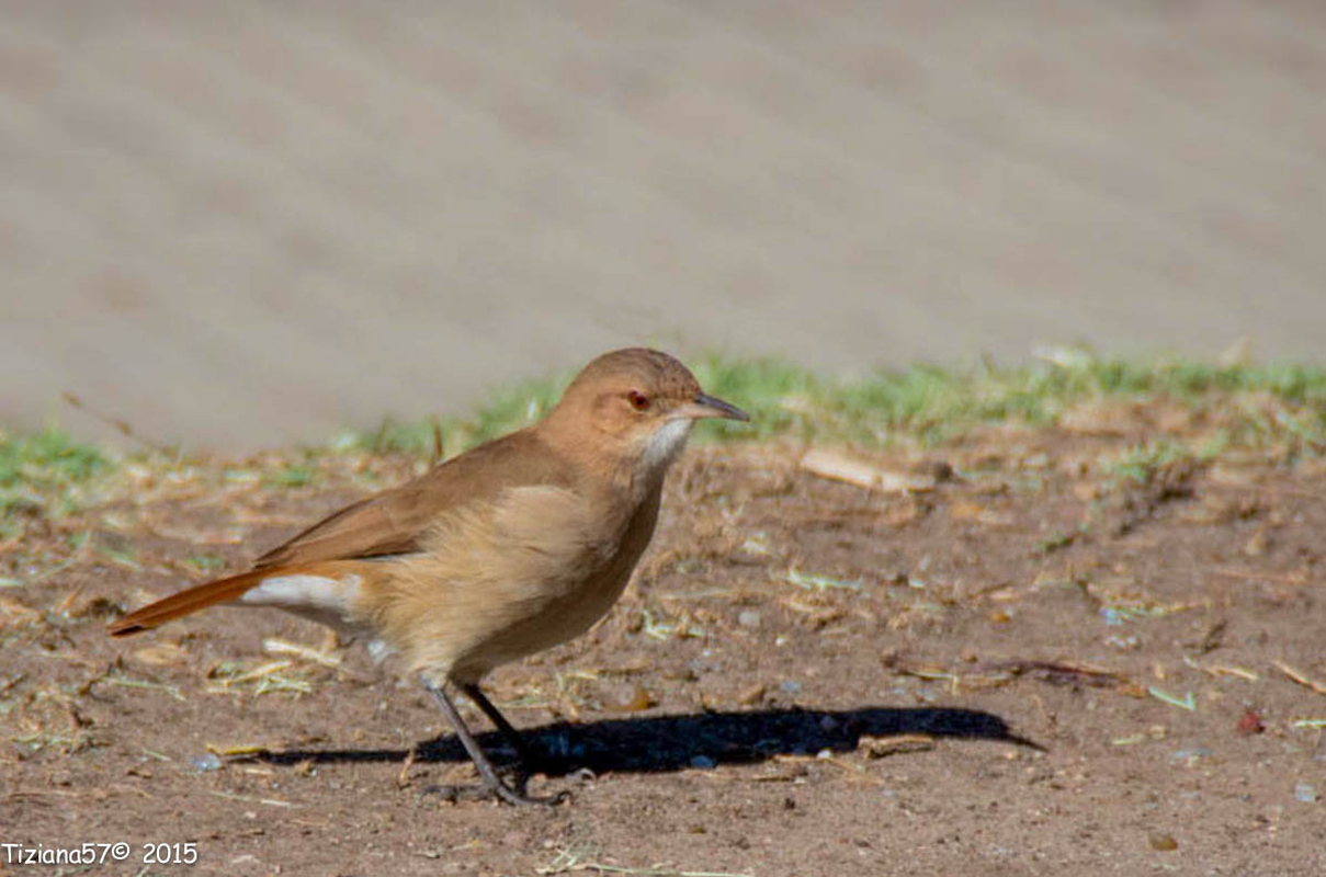Fornaio (furnarius rufus)