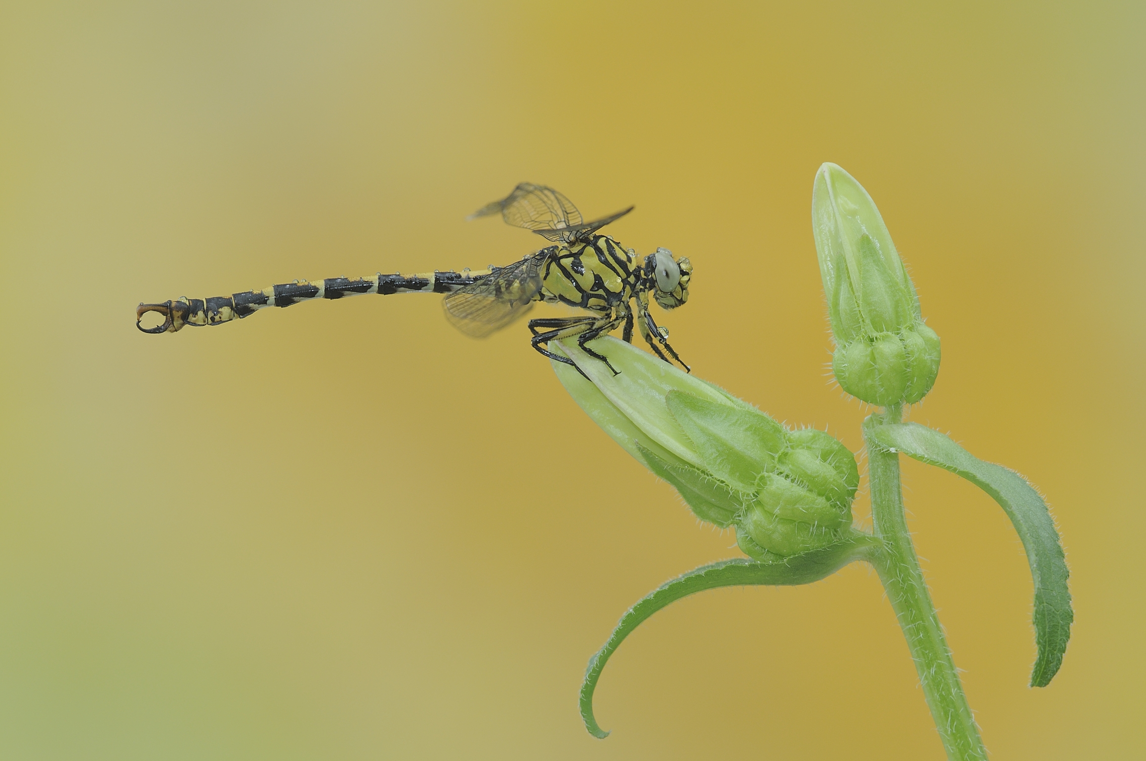 In the garden of the house