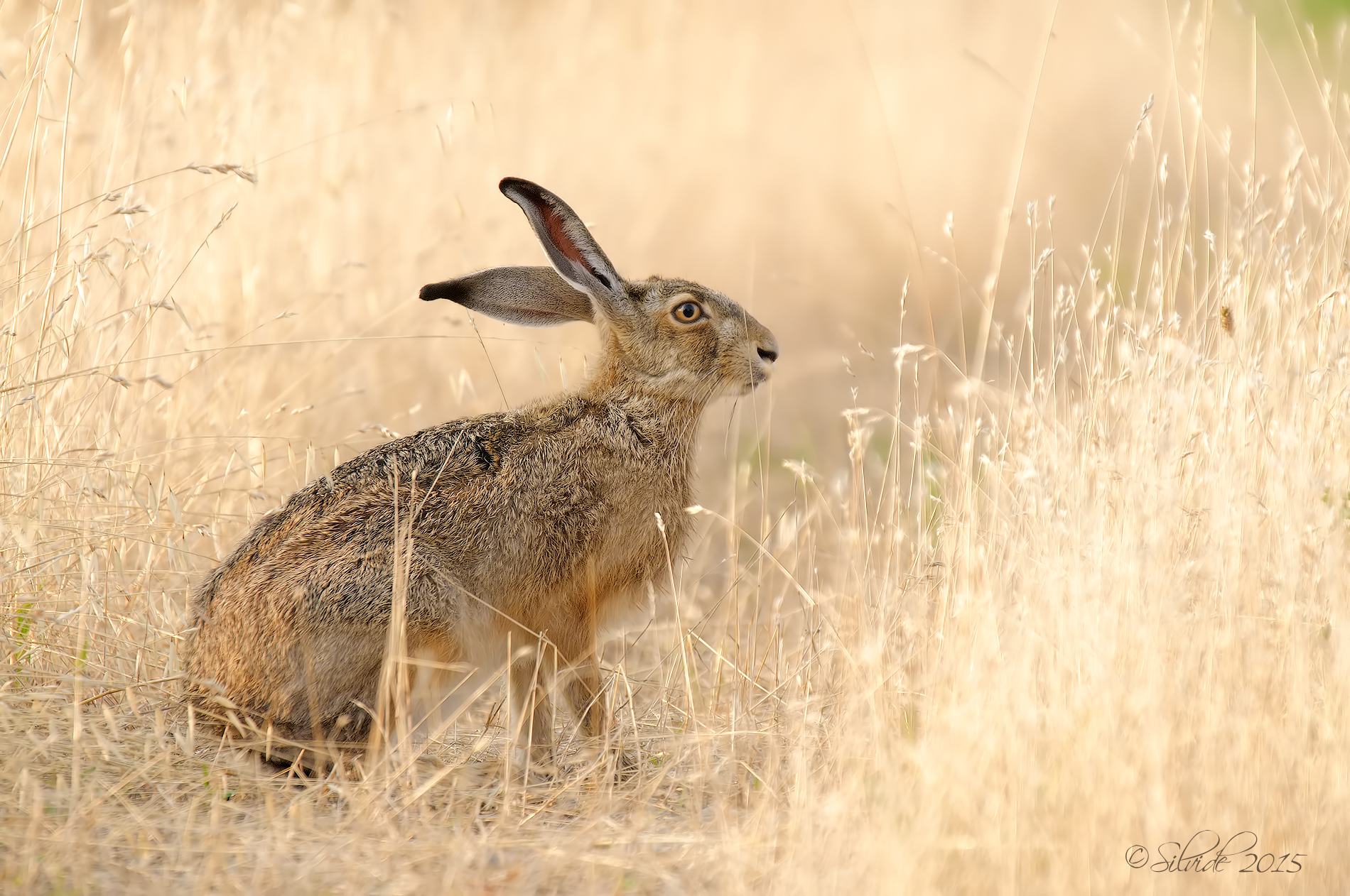 Sta arrivando l'estate!