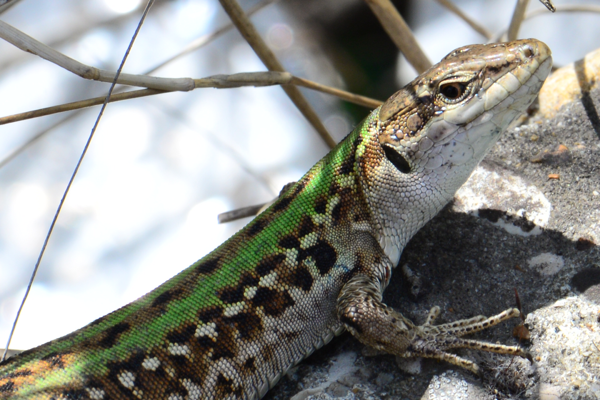 A lizard cheerful ....