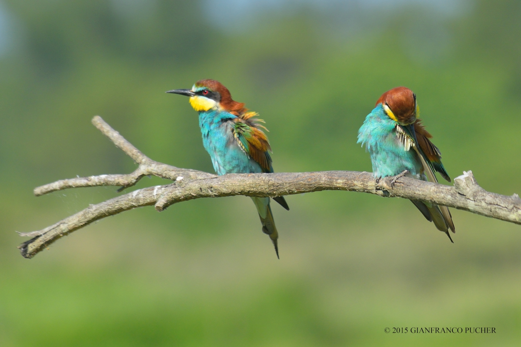 bee-eaters