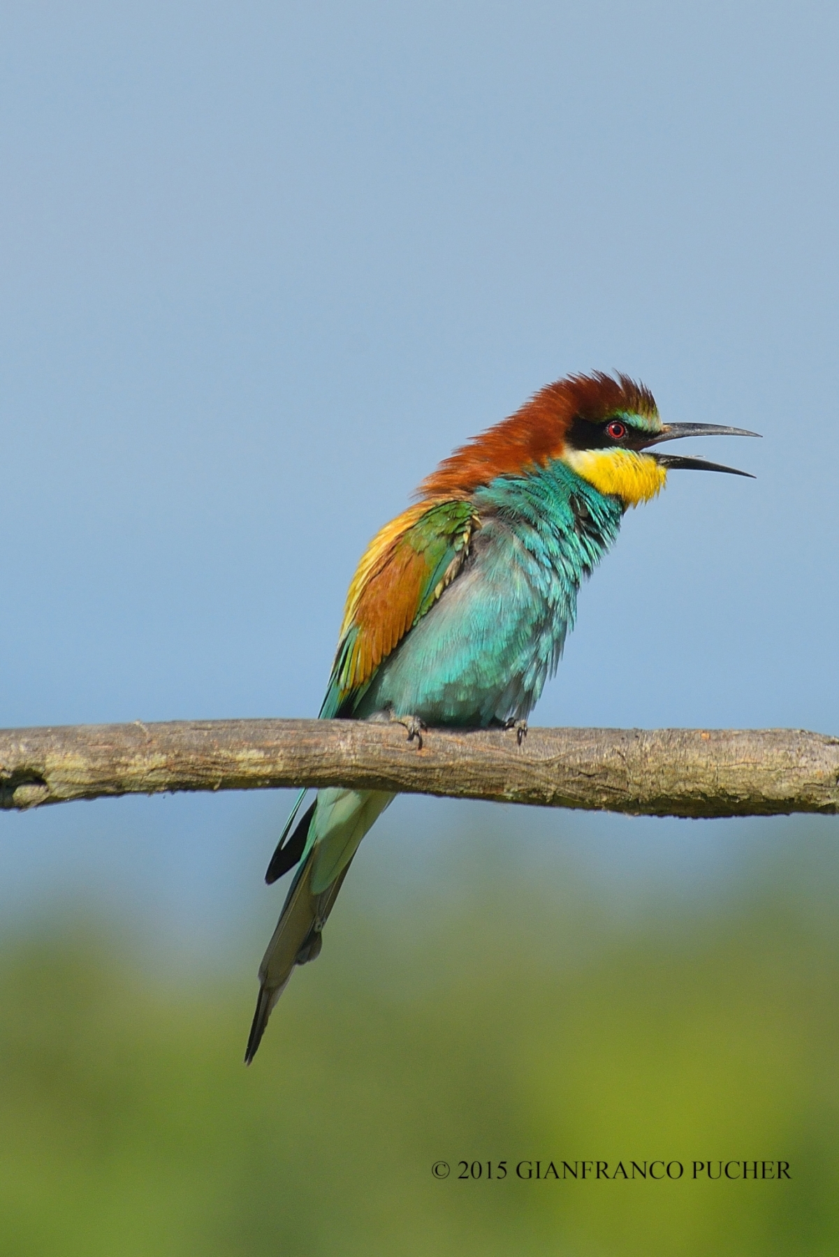bee-eaters