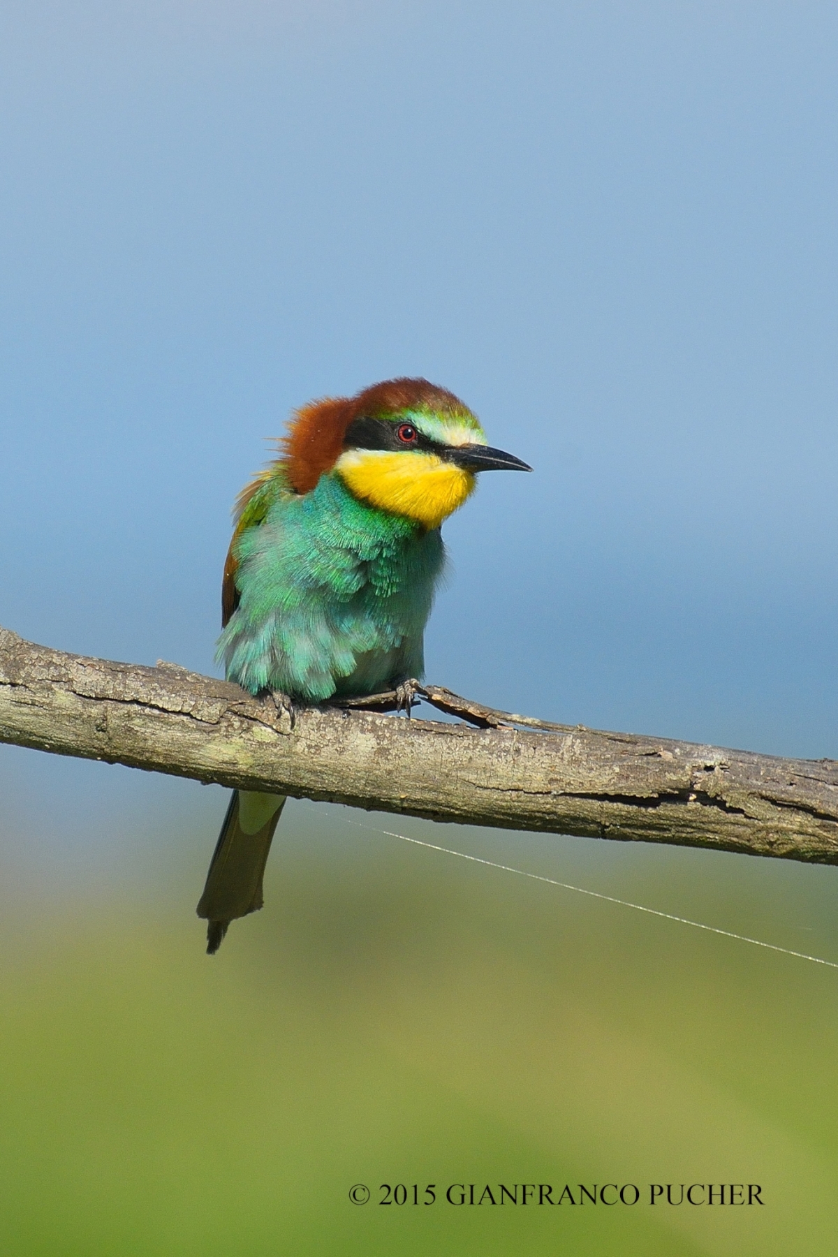 bee-eaters