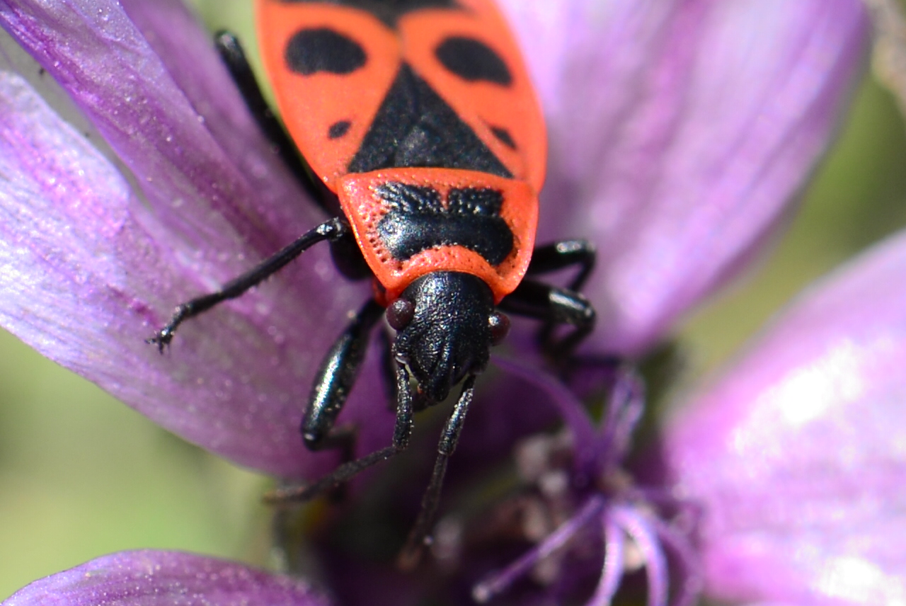 A cute little face ....