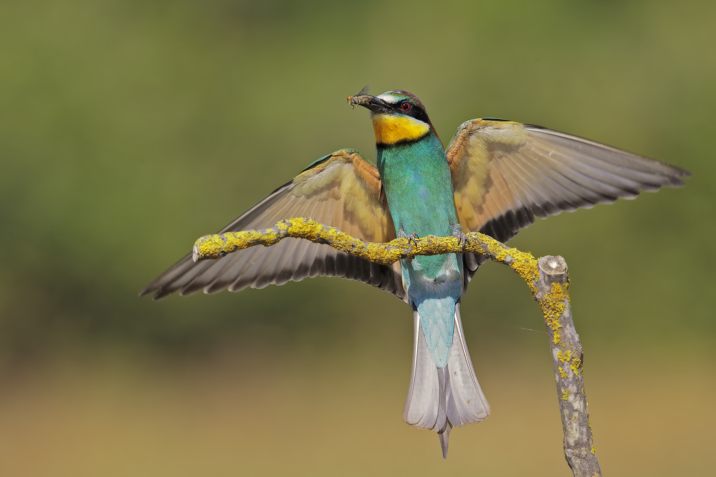 Bee-eater with prey