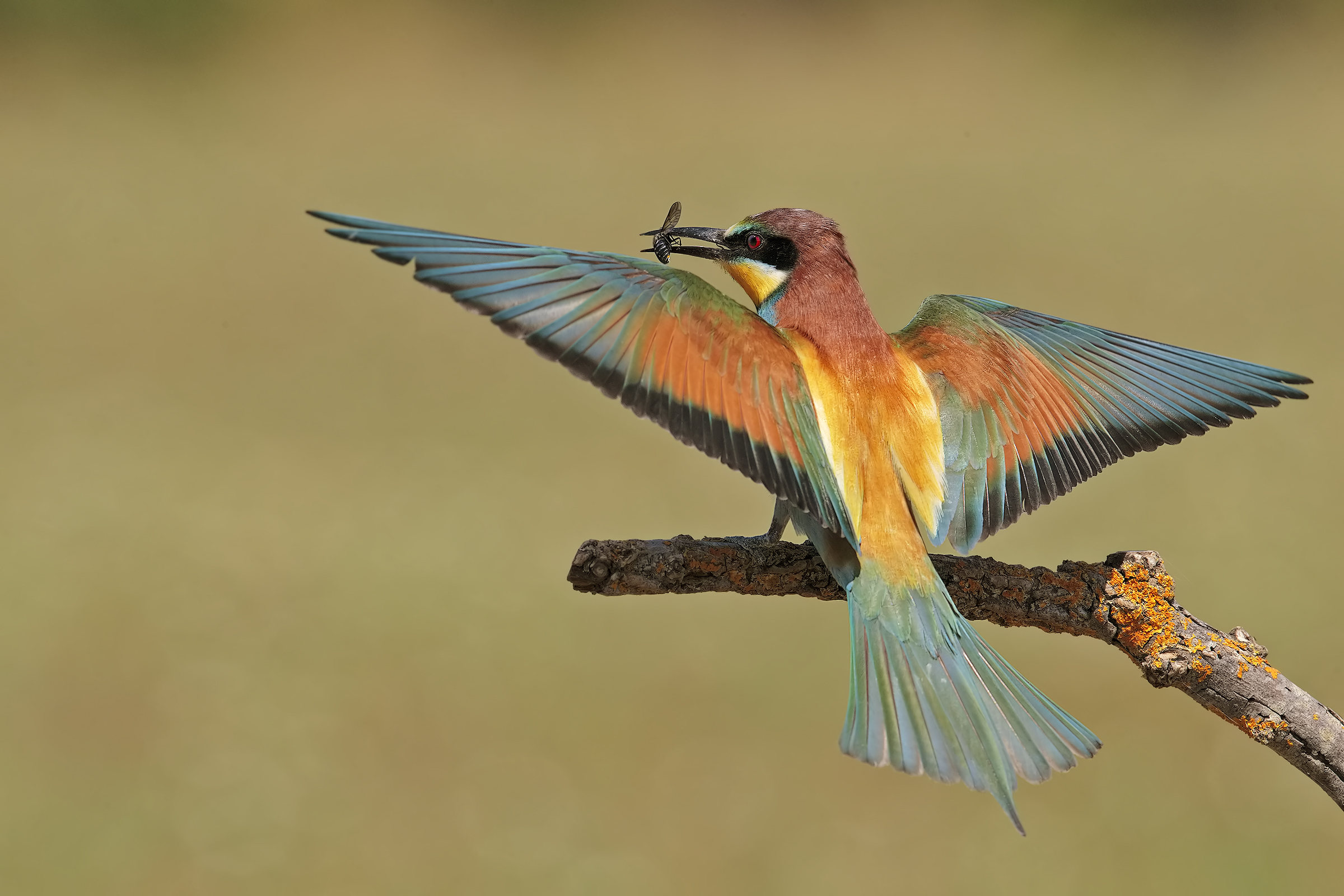 Bee-eater with prey
