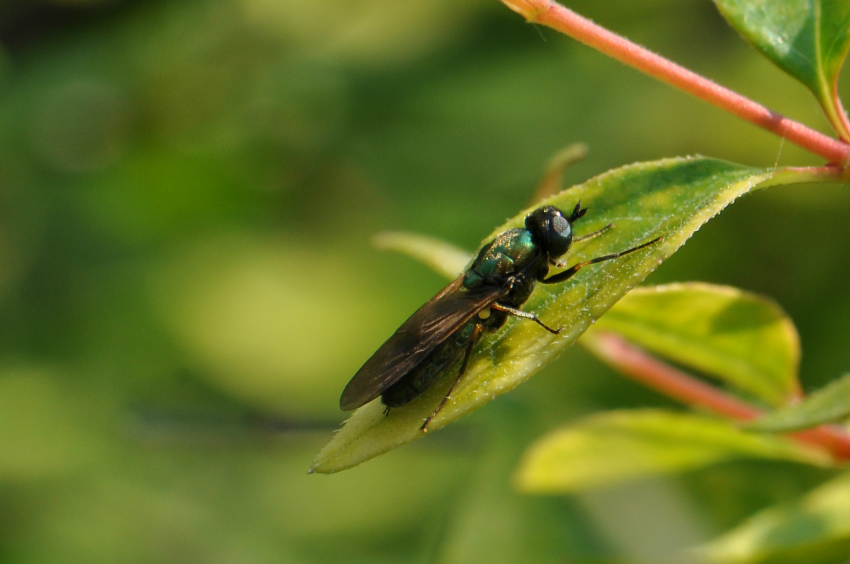 Chloromyia formosa