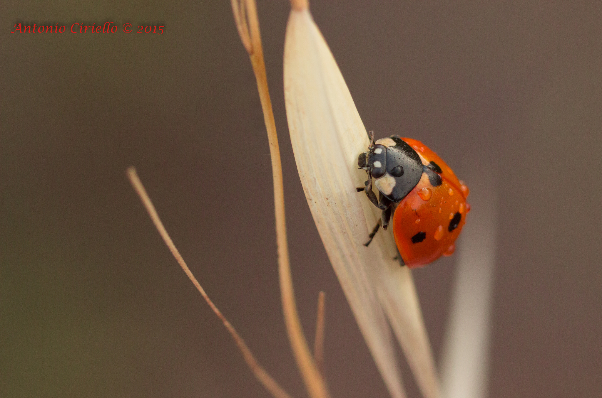 passeggiata dopo la pioggia
