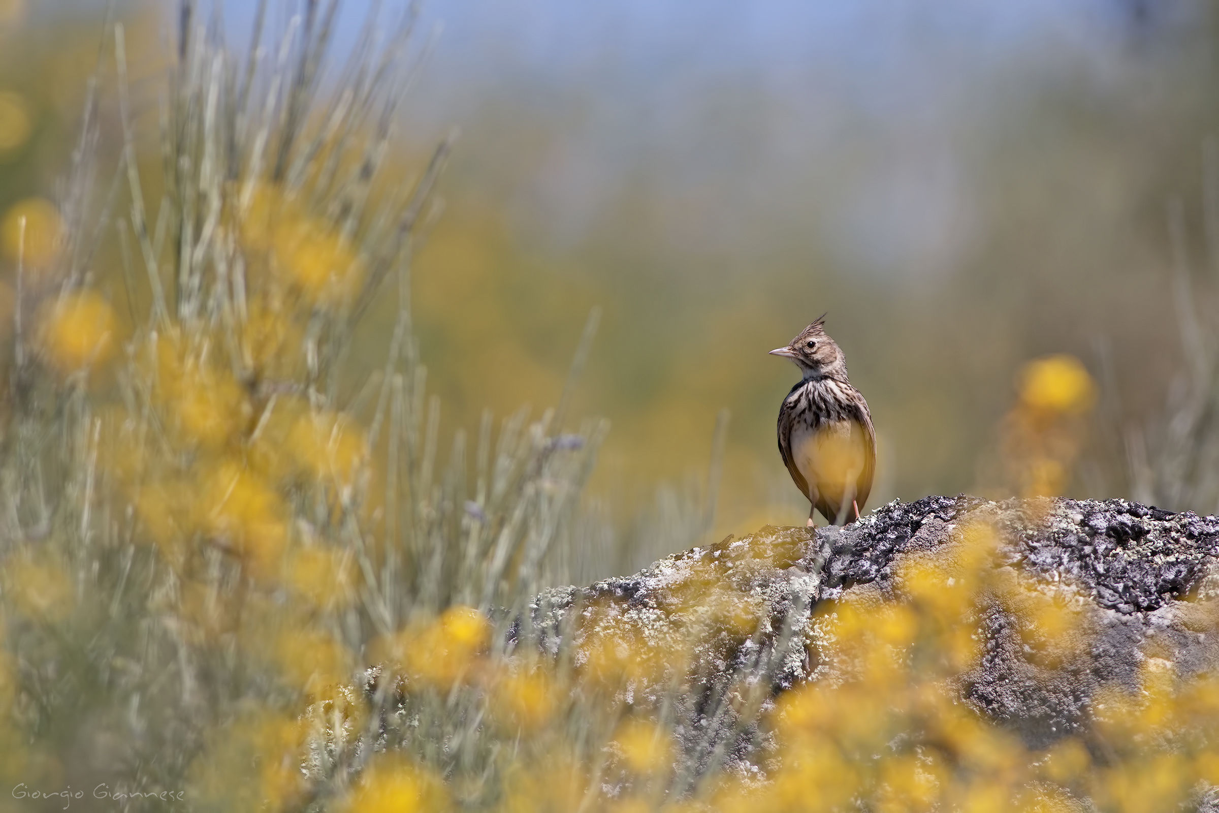 Cappellaccia (Galerida cristata)
