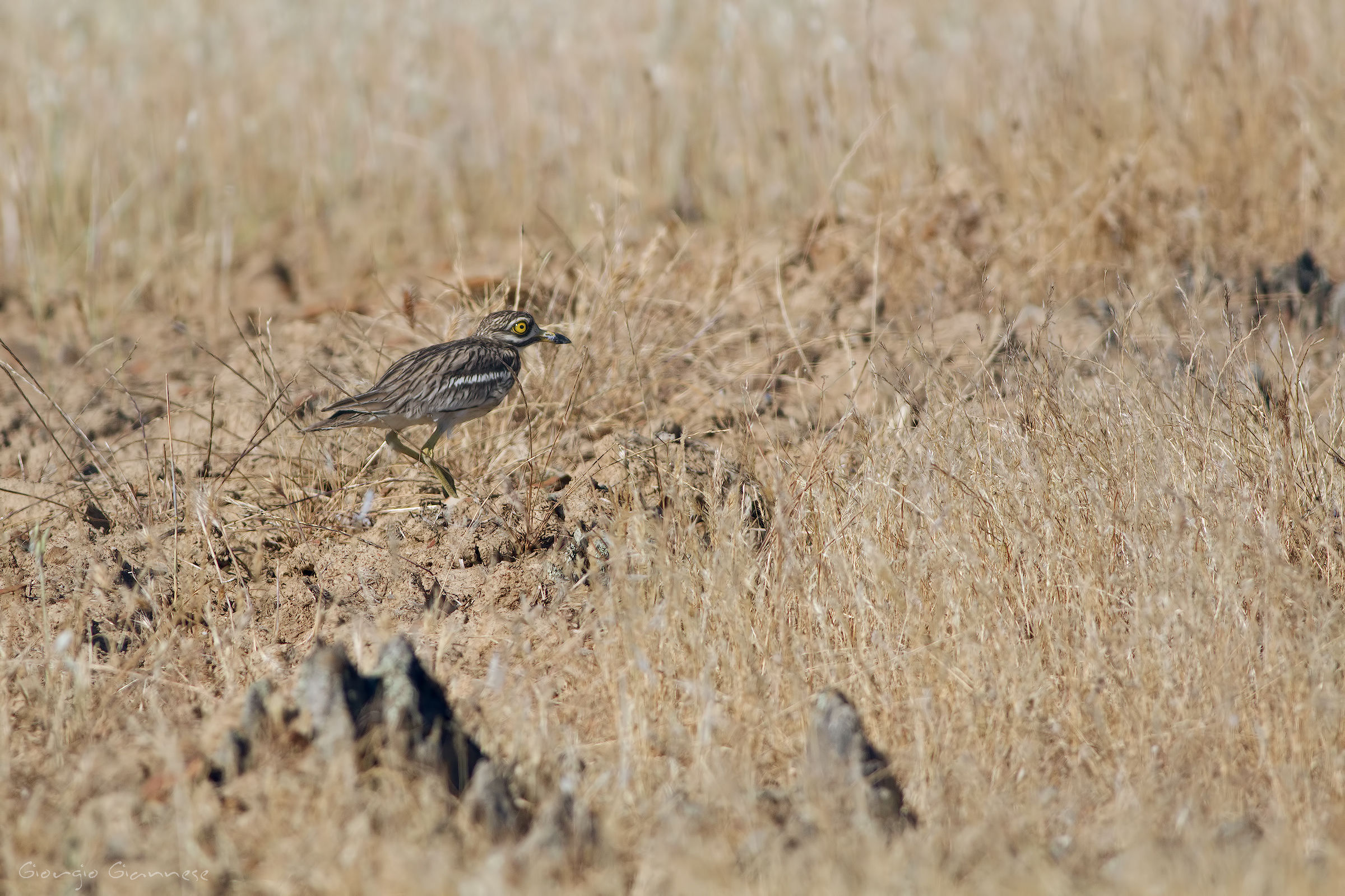 Occhione (Burhinus oedicnemus)