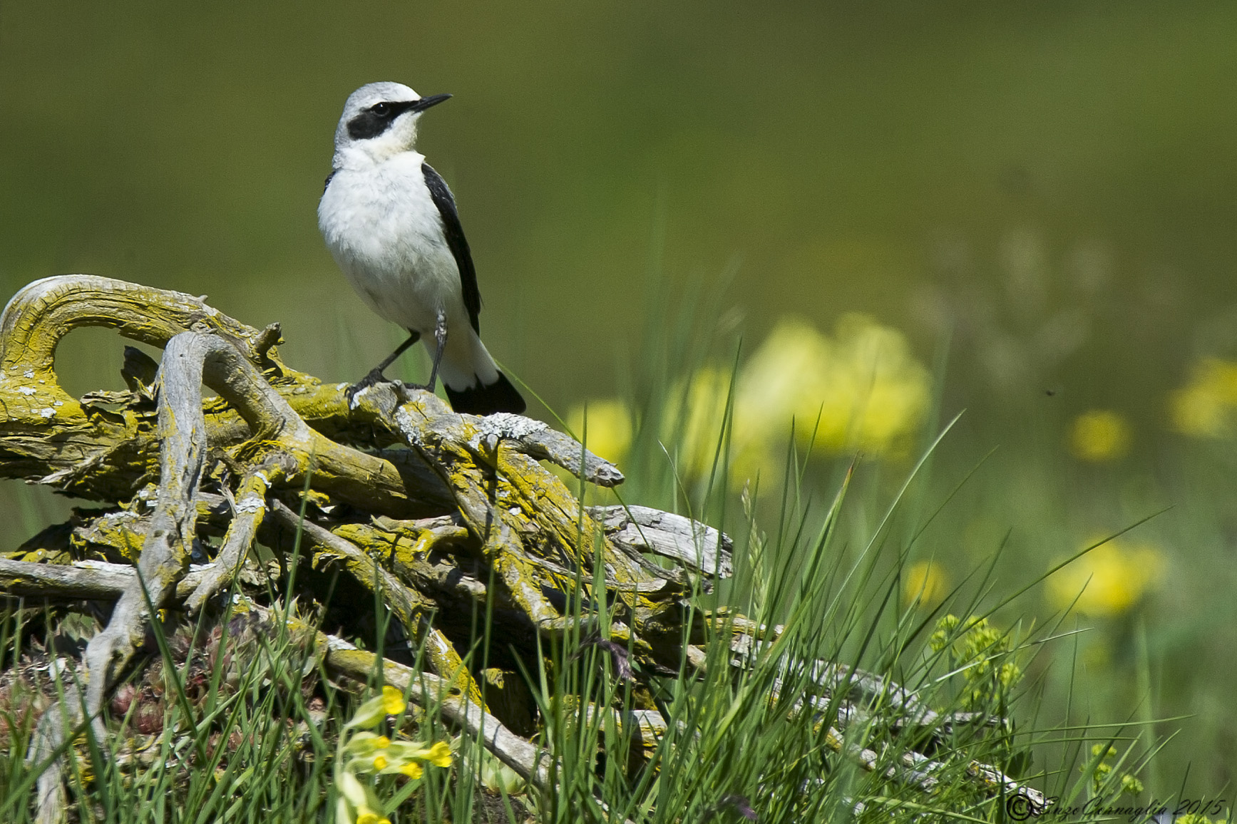 Wheatear