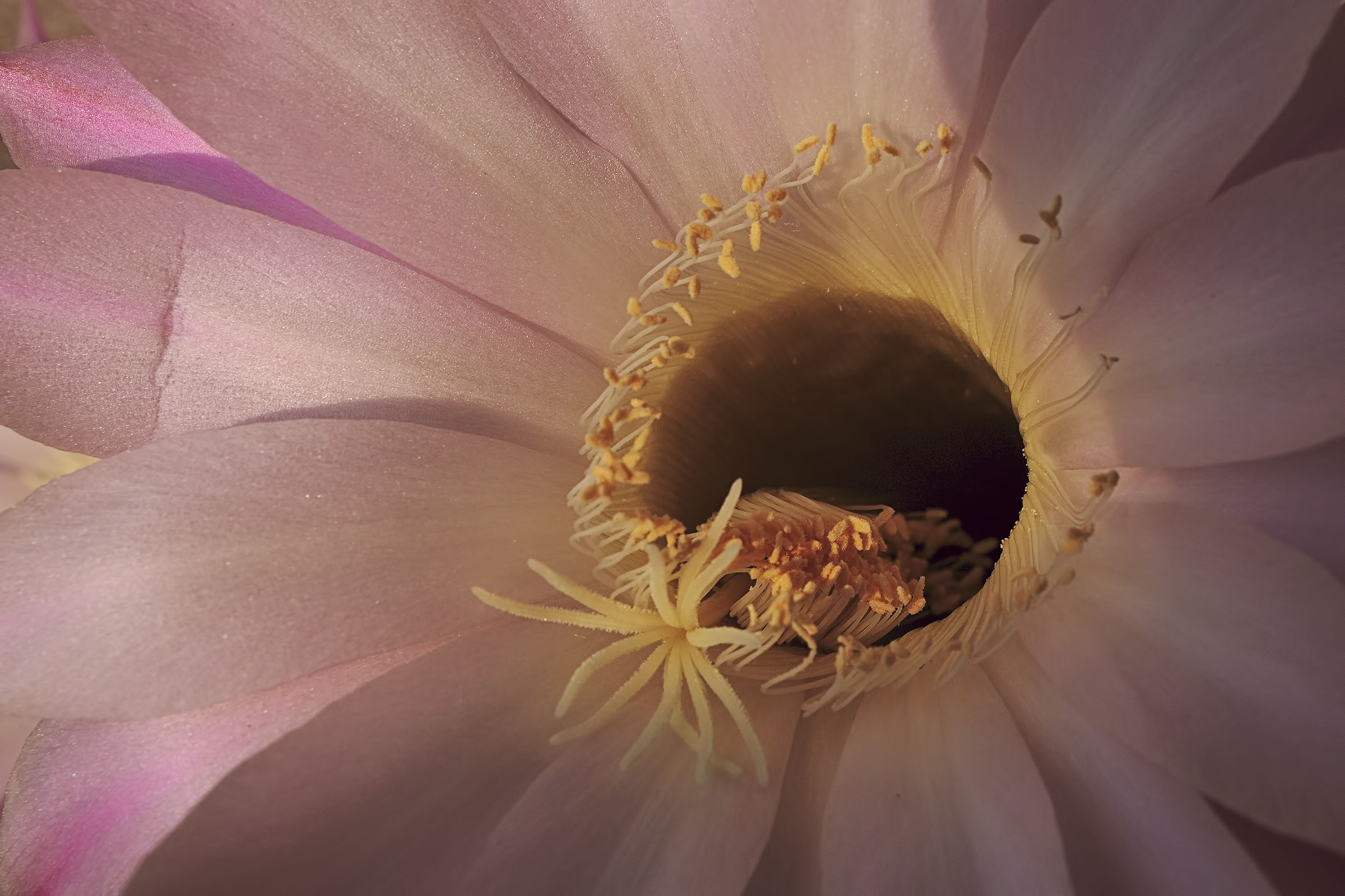 fiore di pianta grassa 2