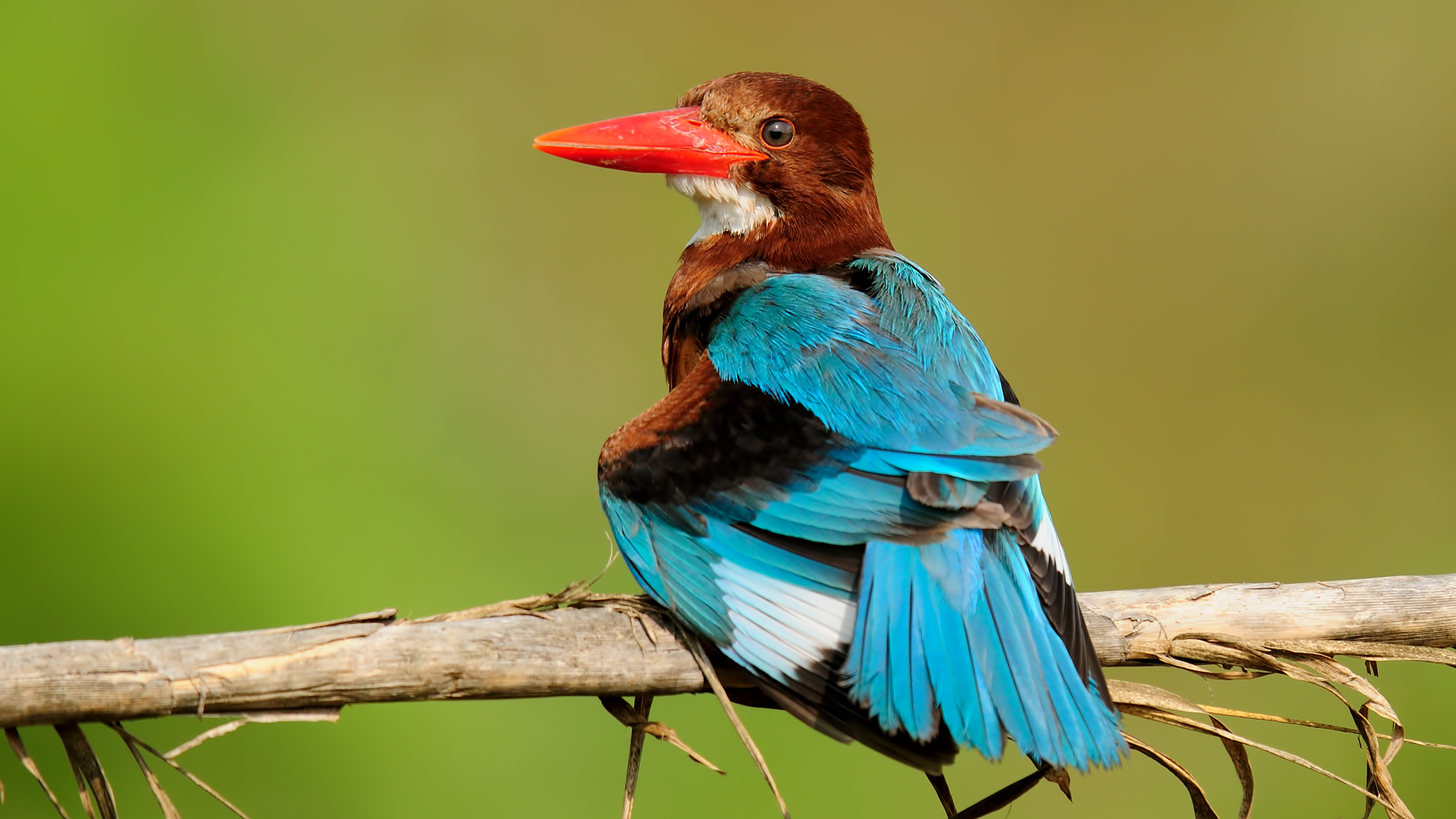 Halcyon smyrnensis »White-throated Kingfisher Adana TR