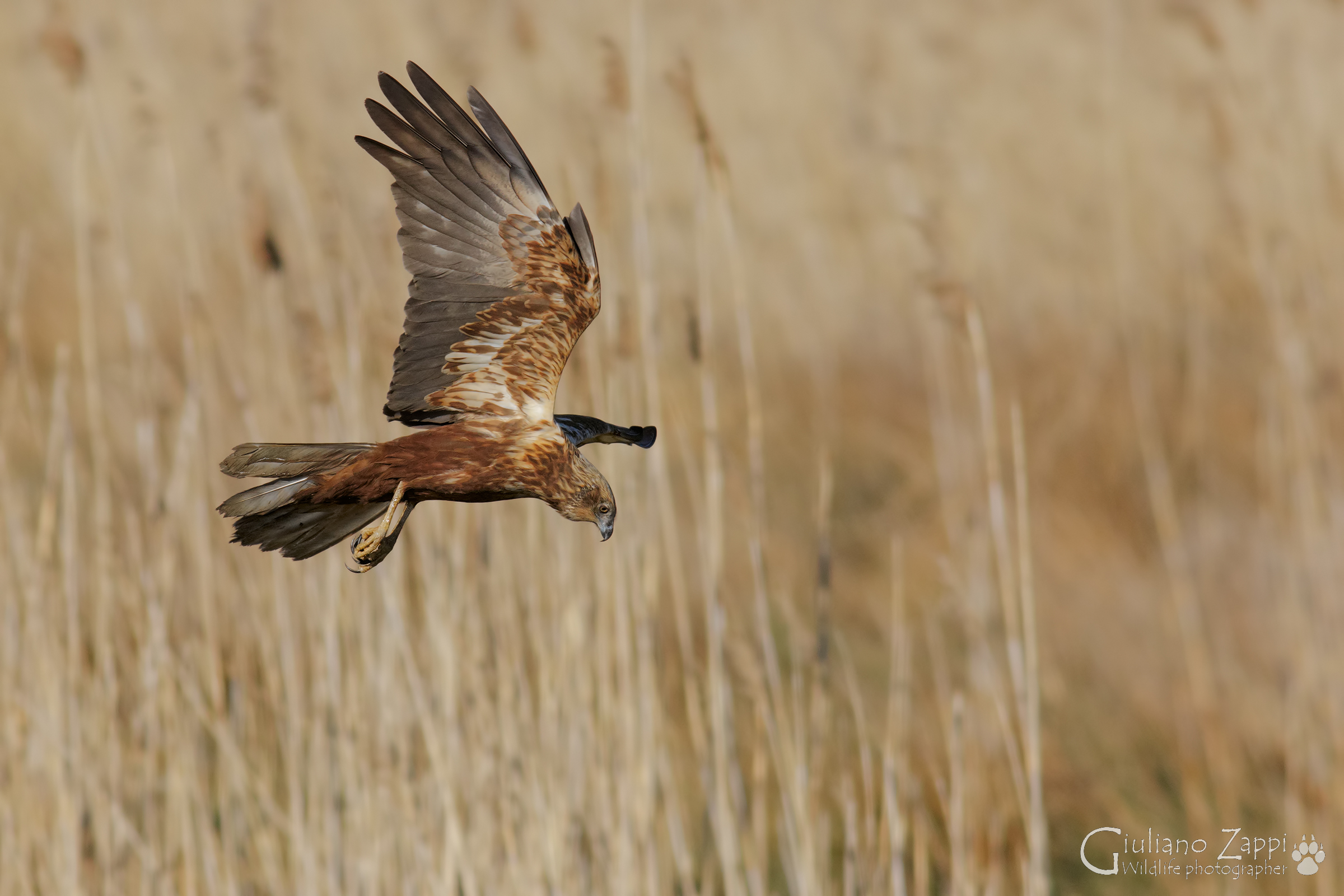 Terrore nella palude