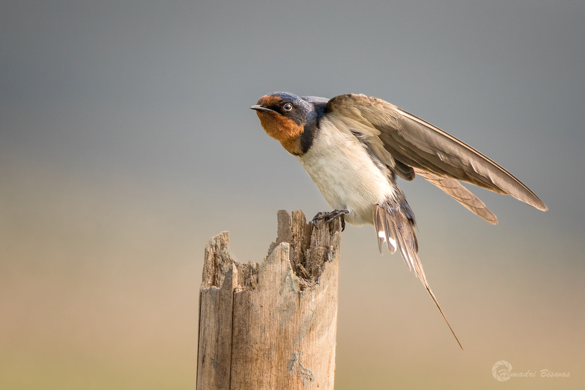 Barn Swallow