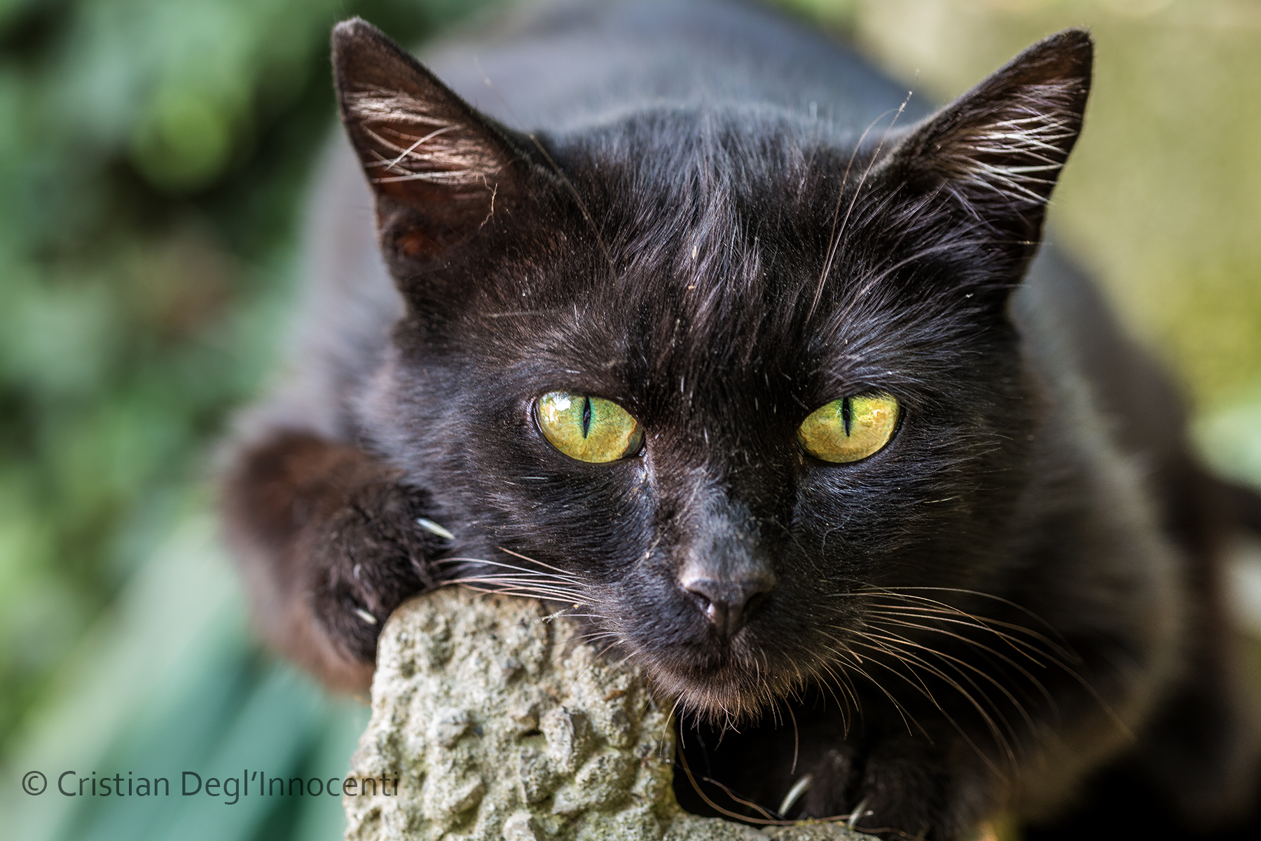 Never Seen Eyes Like This - Never Watched Eyes Like These