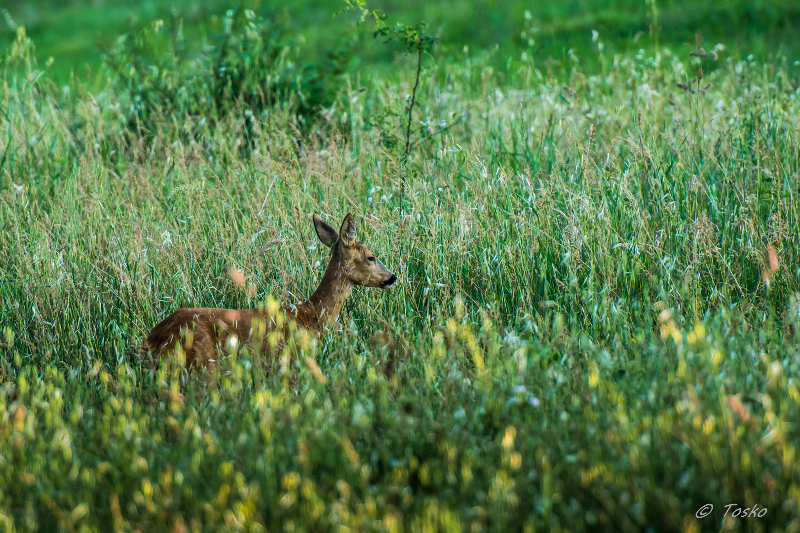 capriolo femmina