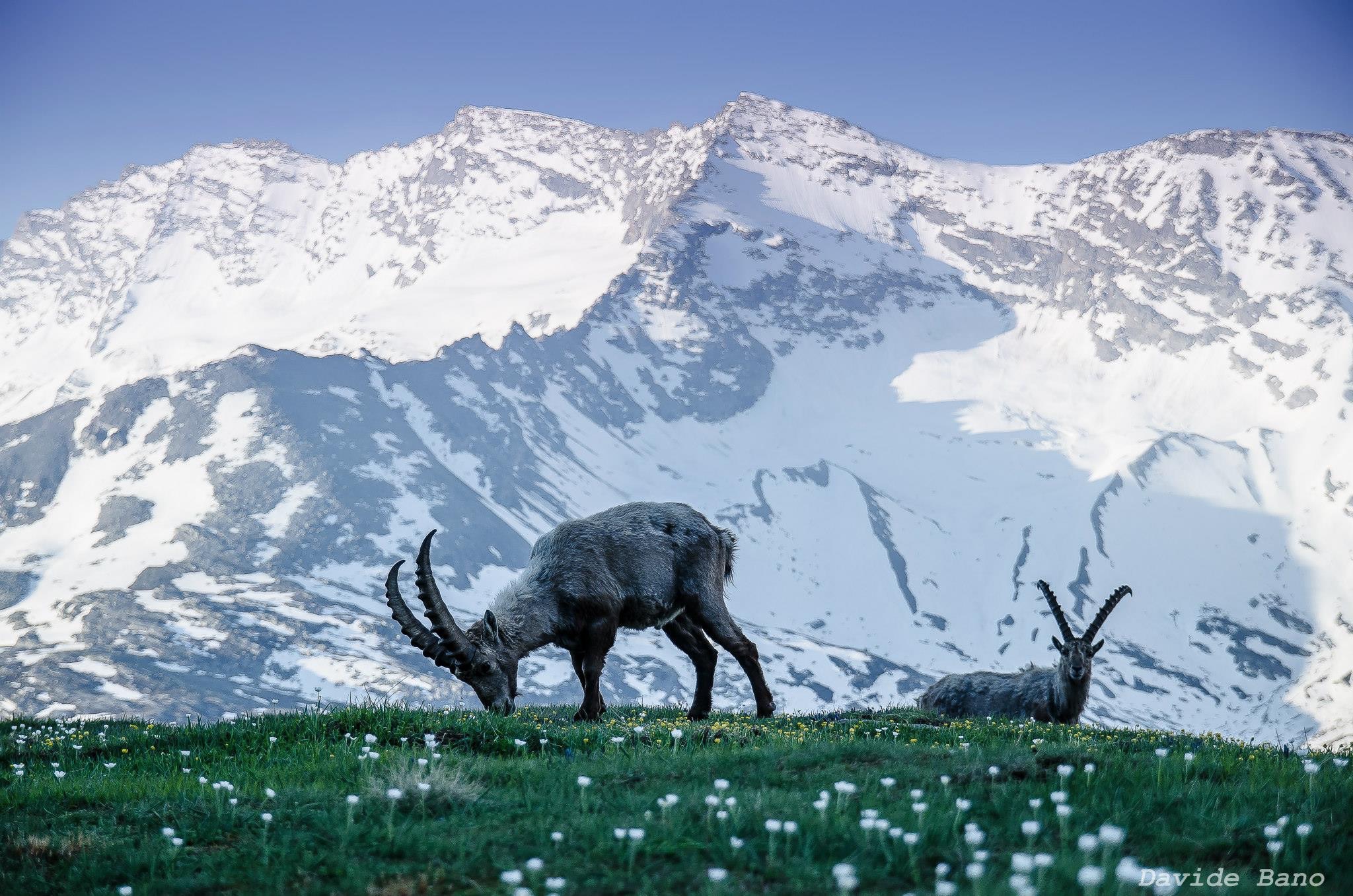 I thought camouflaged ..