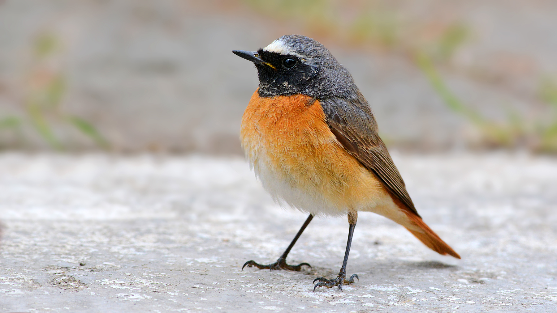 redstart