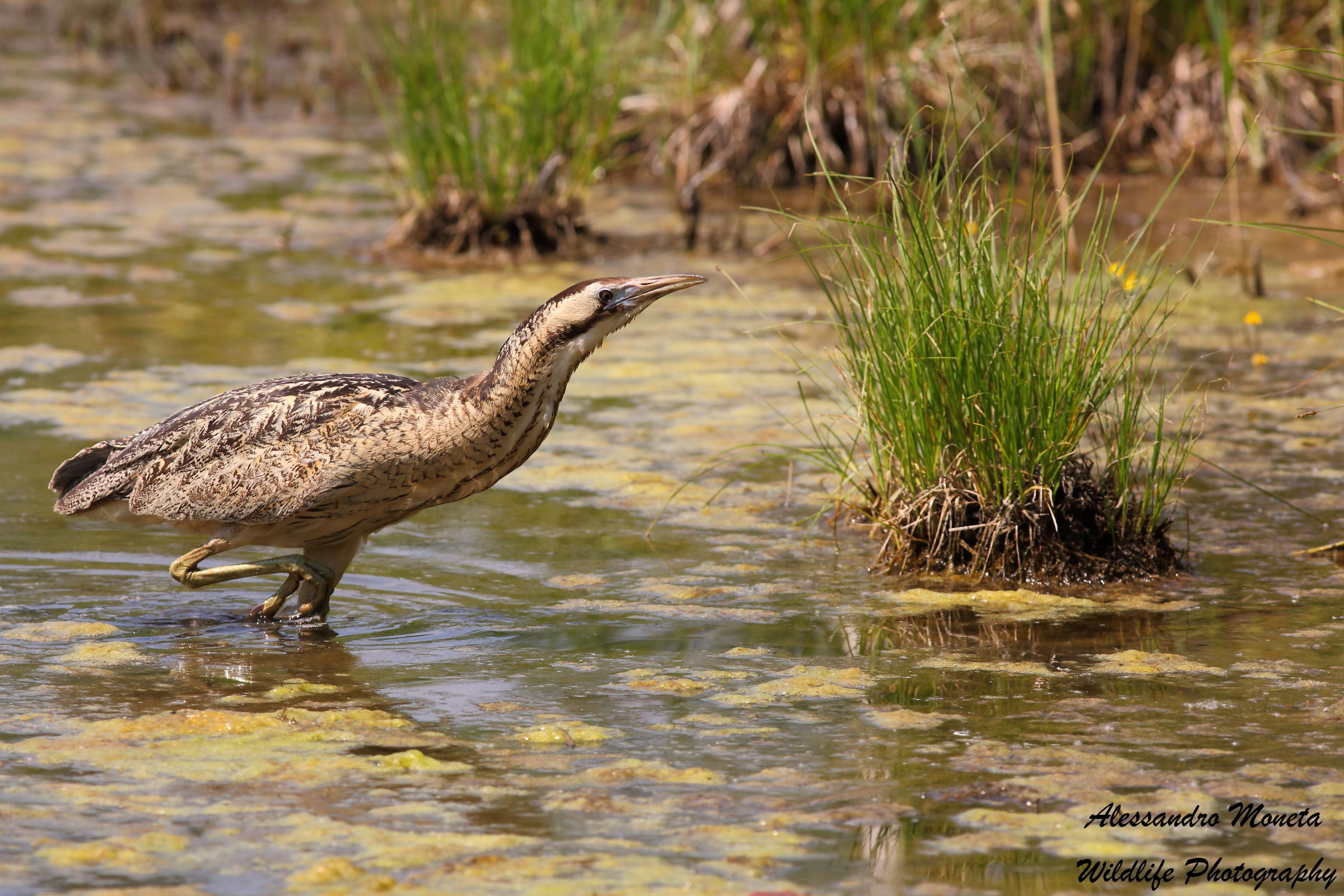 Bittern