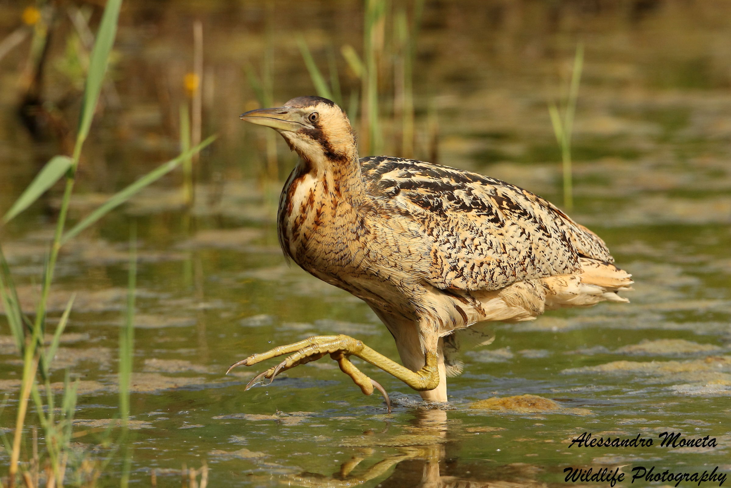Bittern
