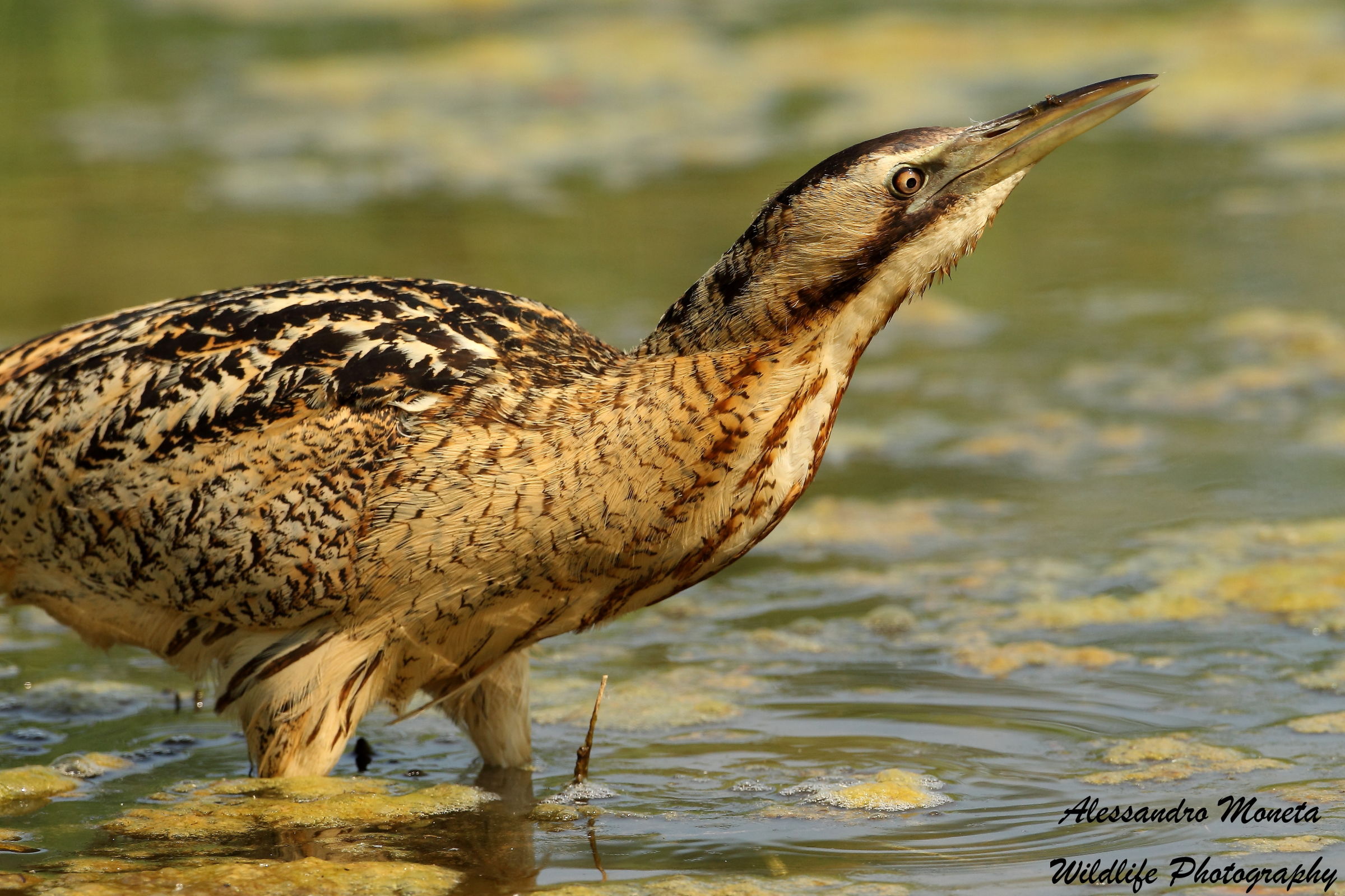 Bittern