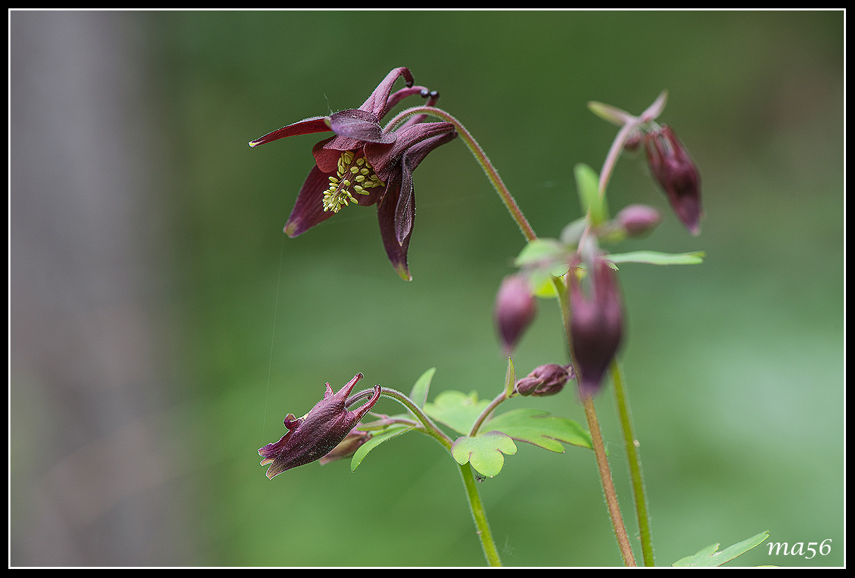 columbine dark