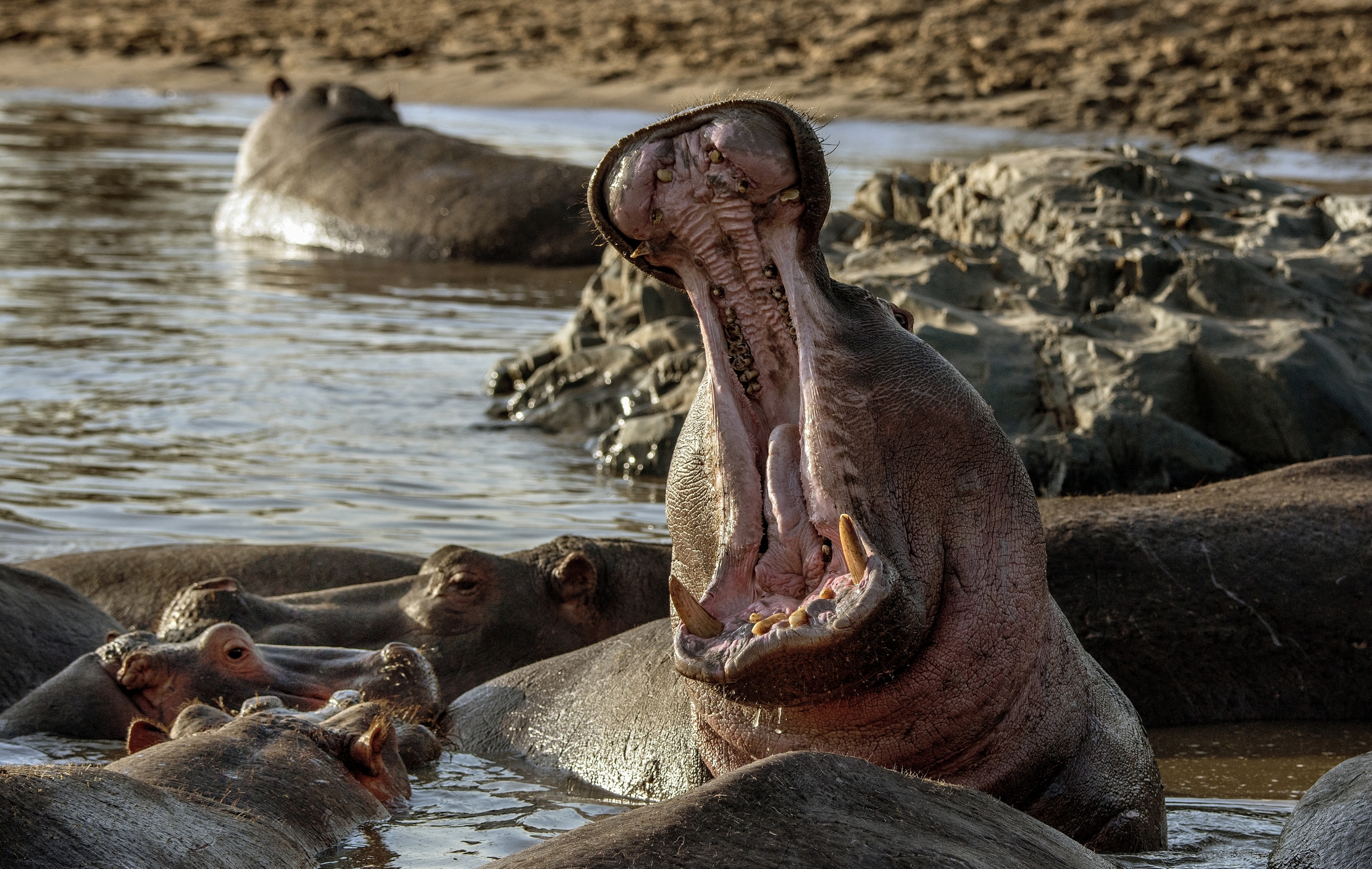 Tanzania 2015 - Ippo